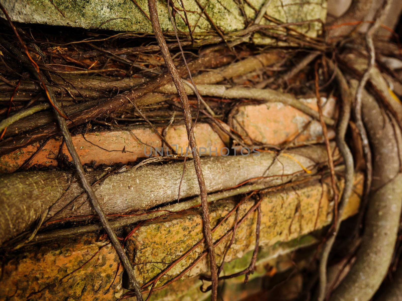 Selective focus root tree on the old brick wall