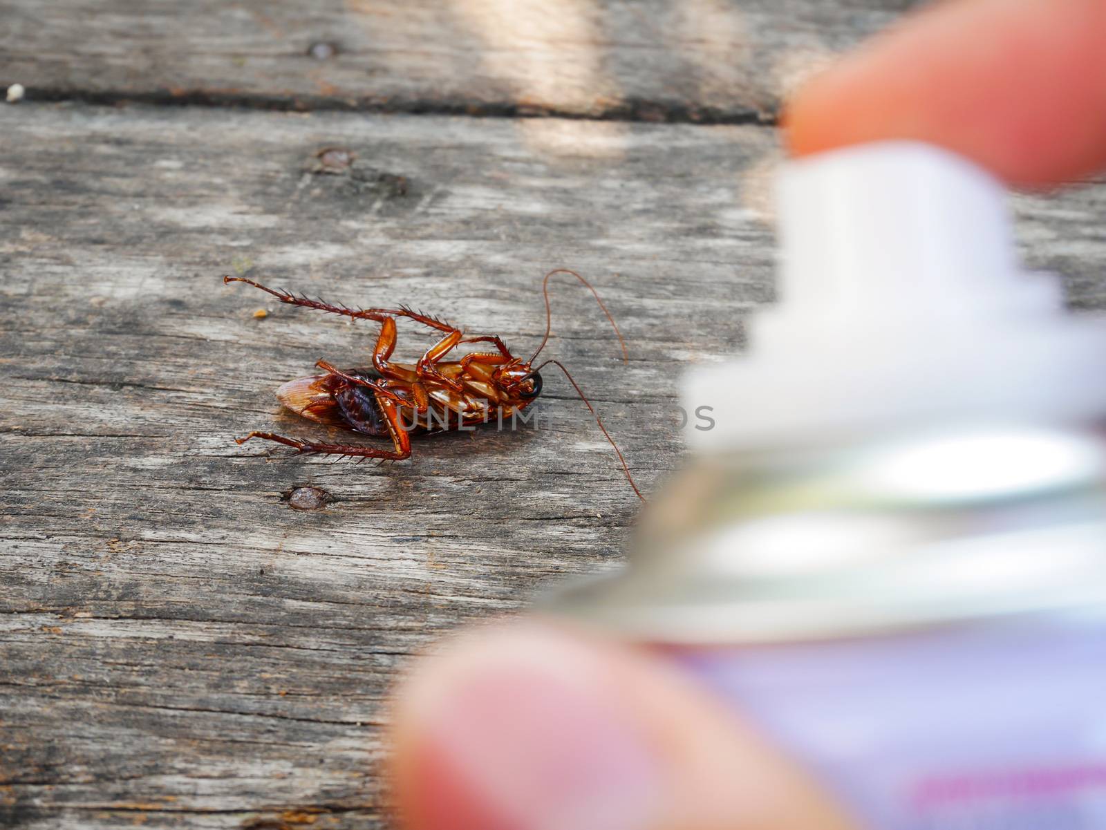 Focus cockroach dead from spray insecticides