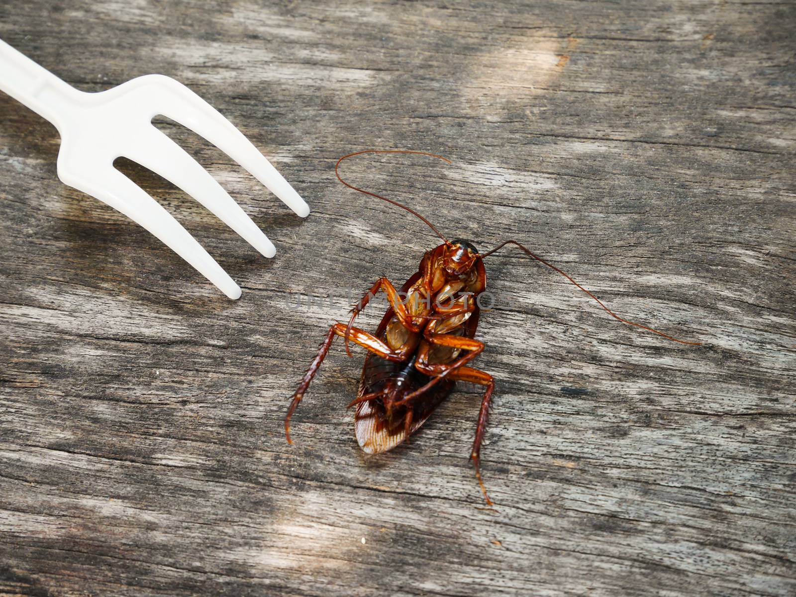 Cockroach dead on the wood floor