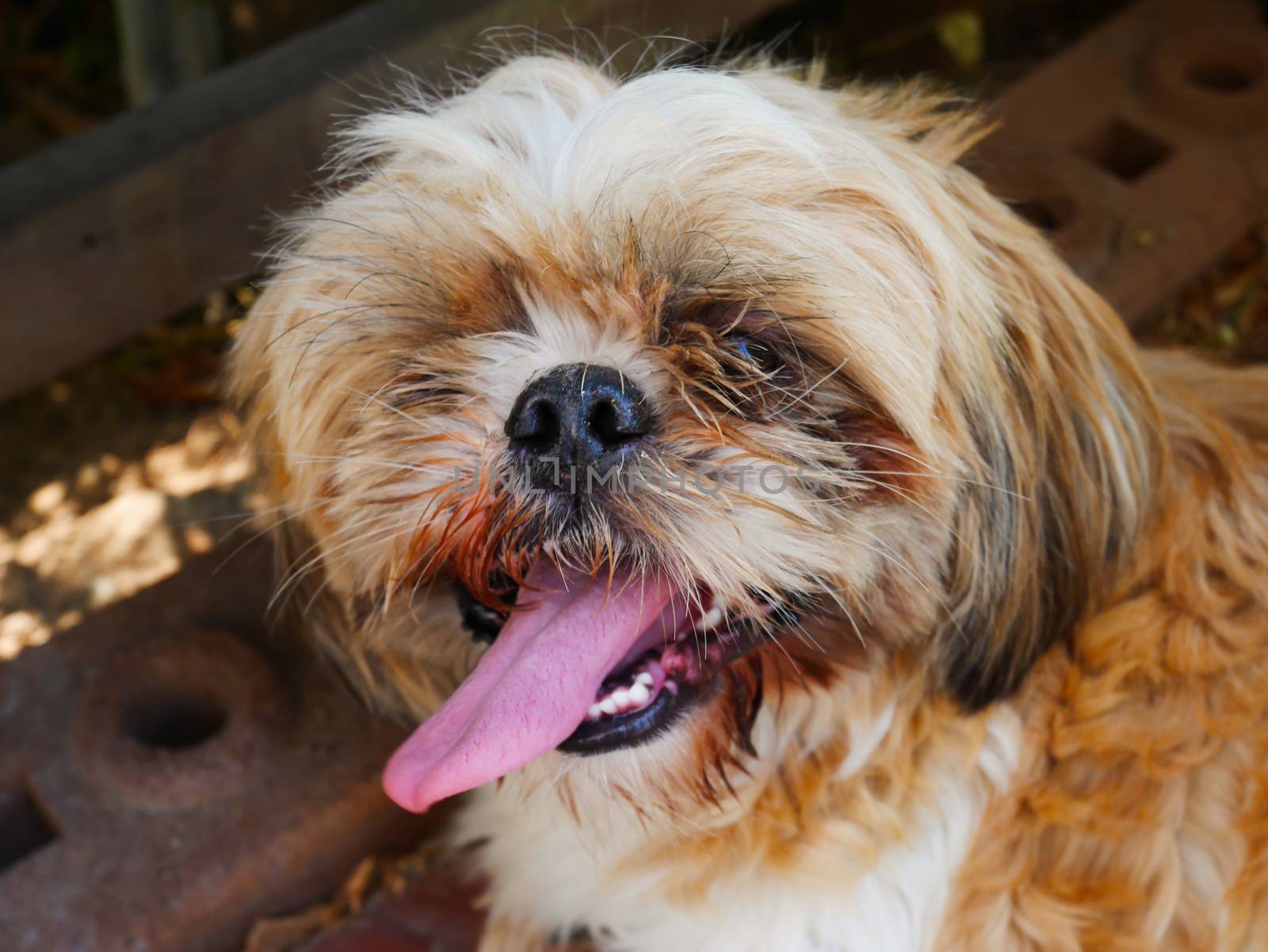 Close up face shih tzu dirty dog