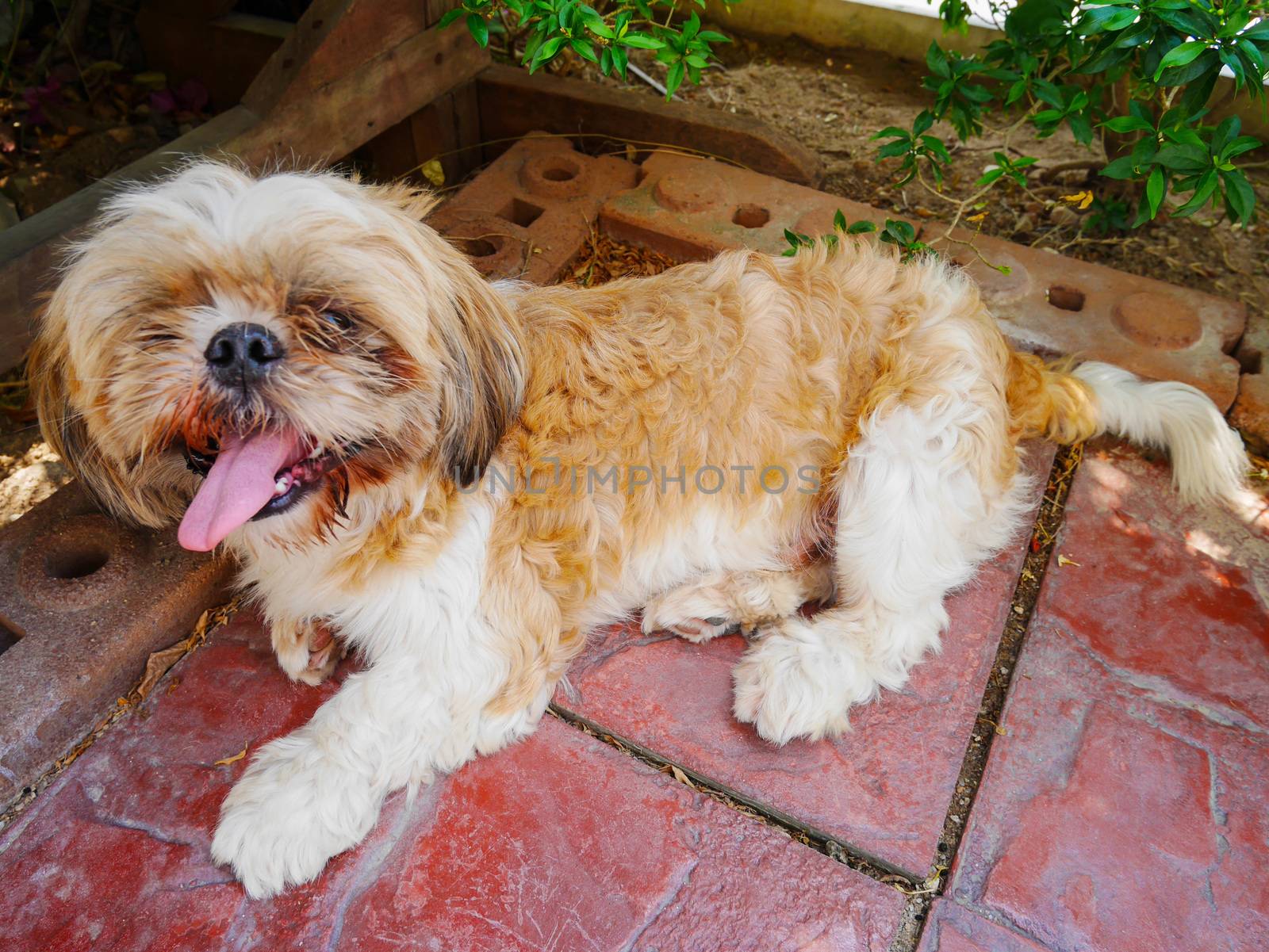 Shih tzu dirty dog sitting in the garden