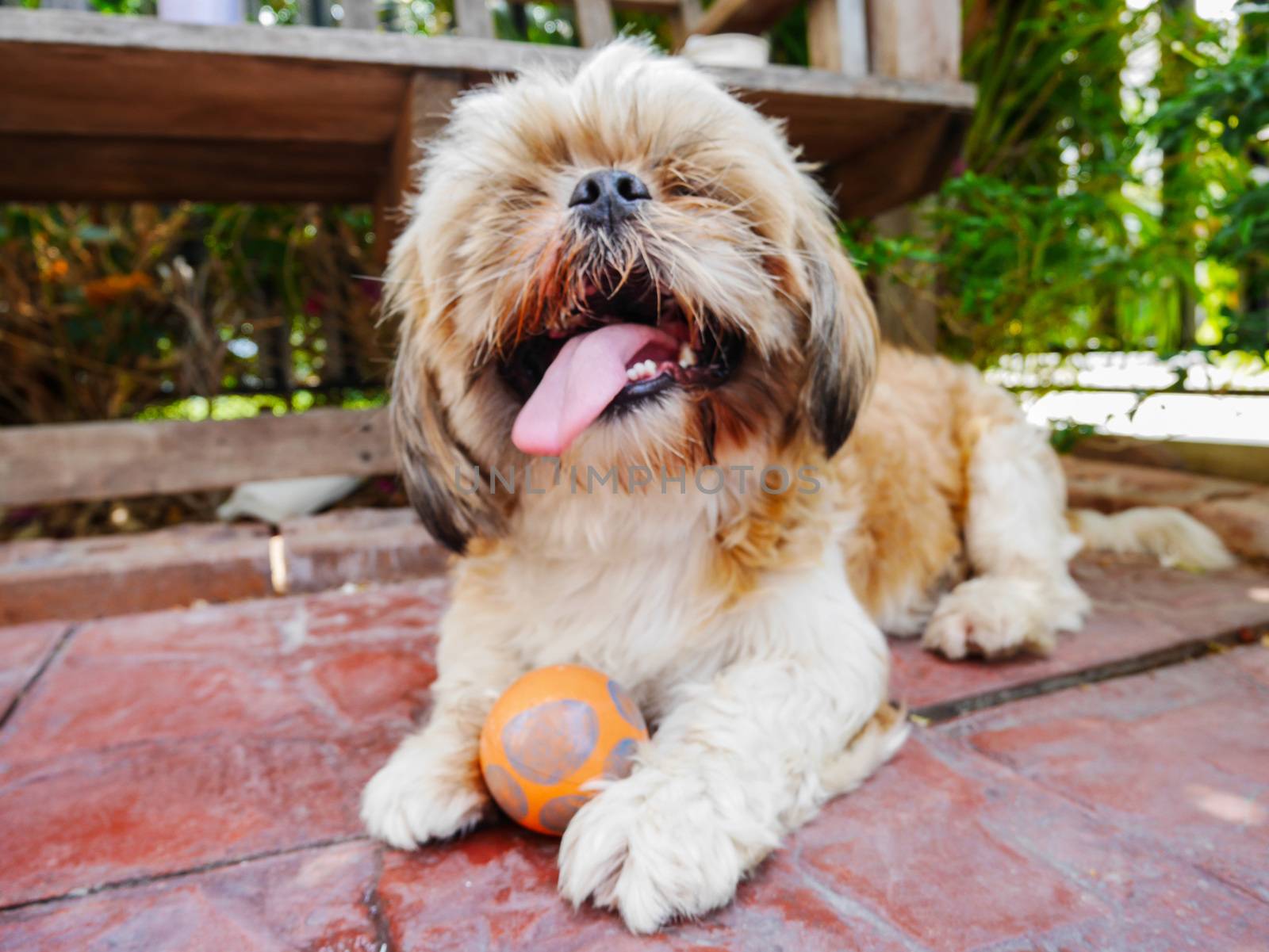 Shih tzu dog by korawig