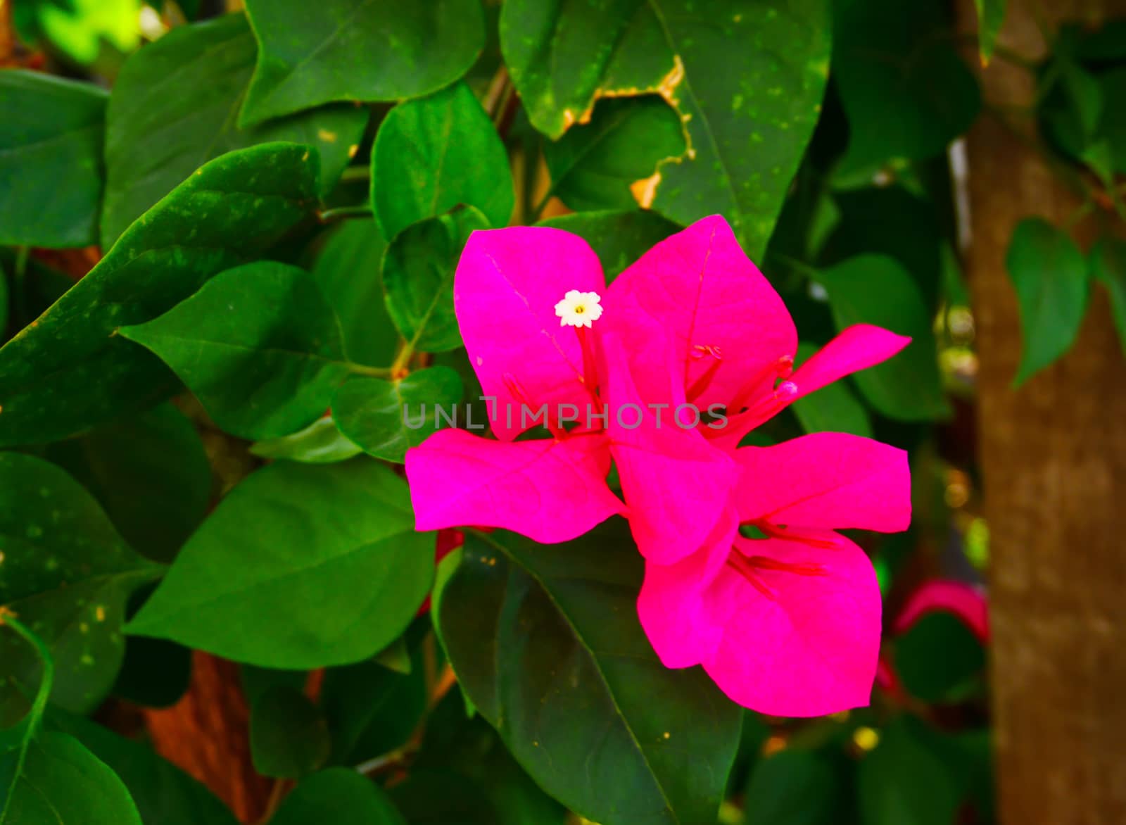 Beautiful pink bougaville flower in the garden