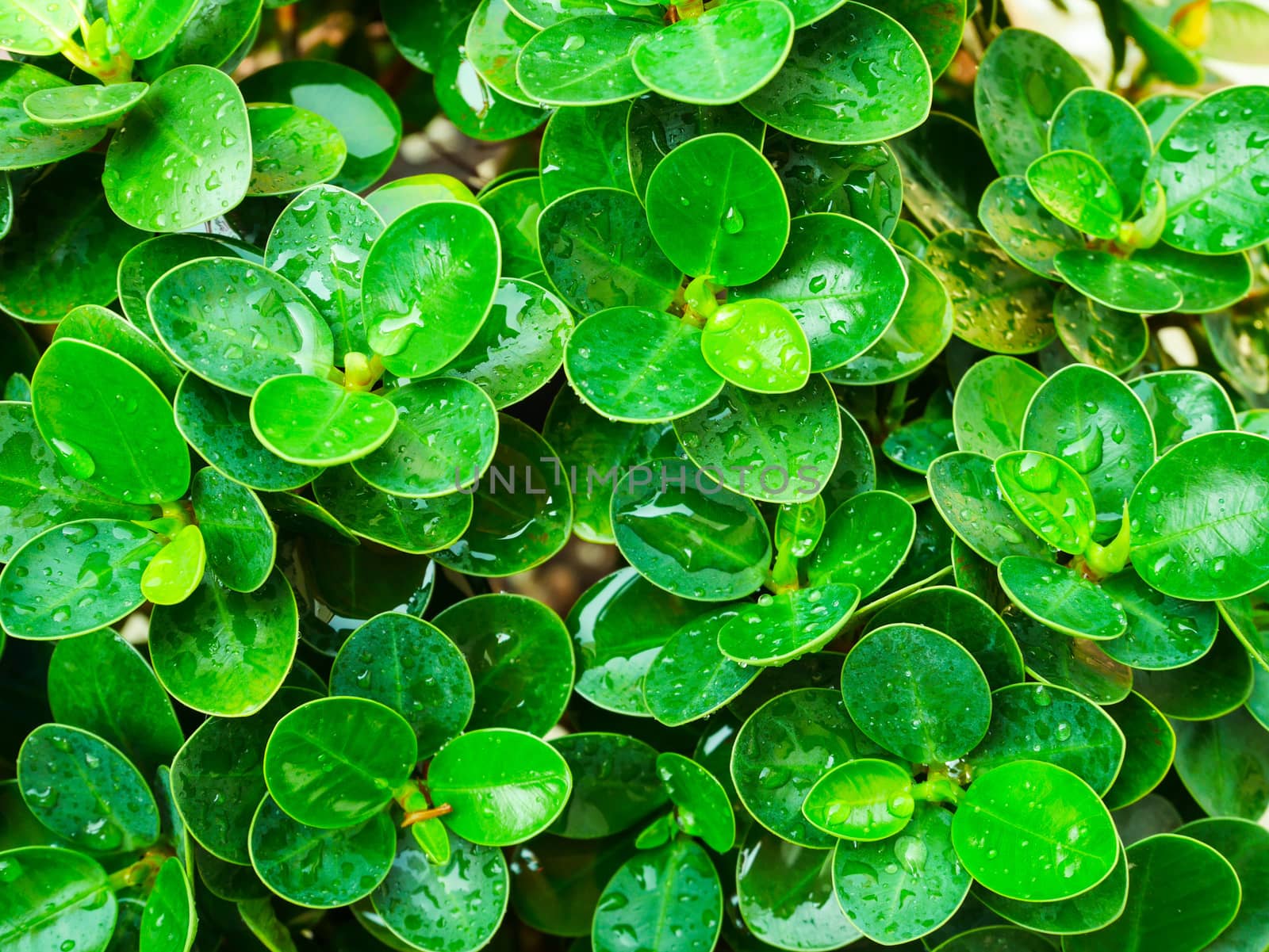 Green leaf and dewdrop background