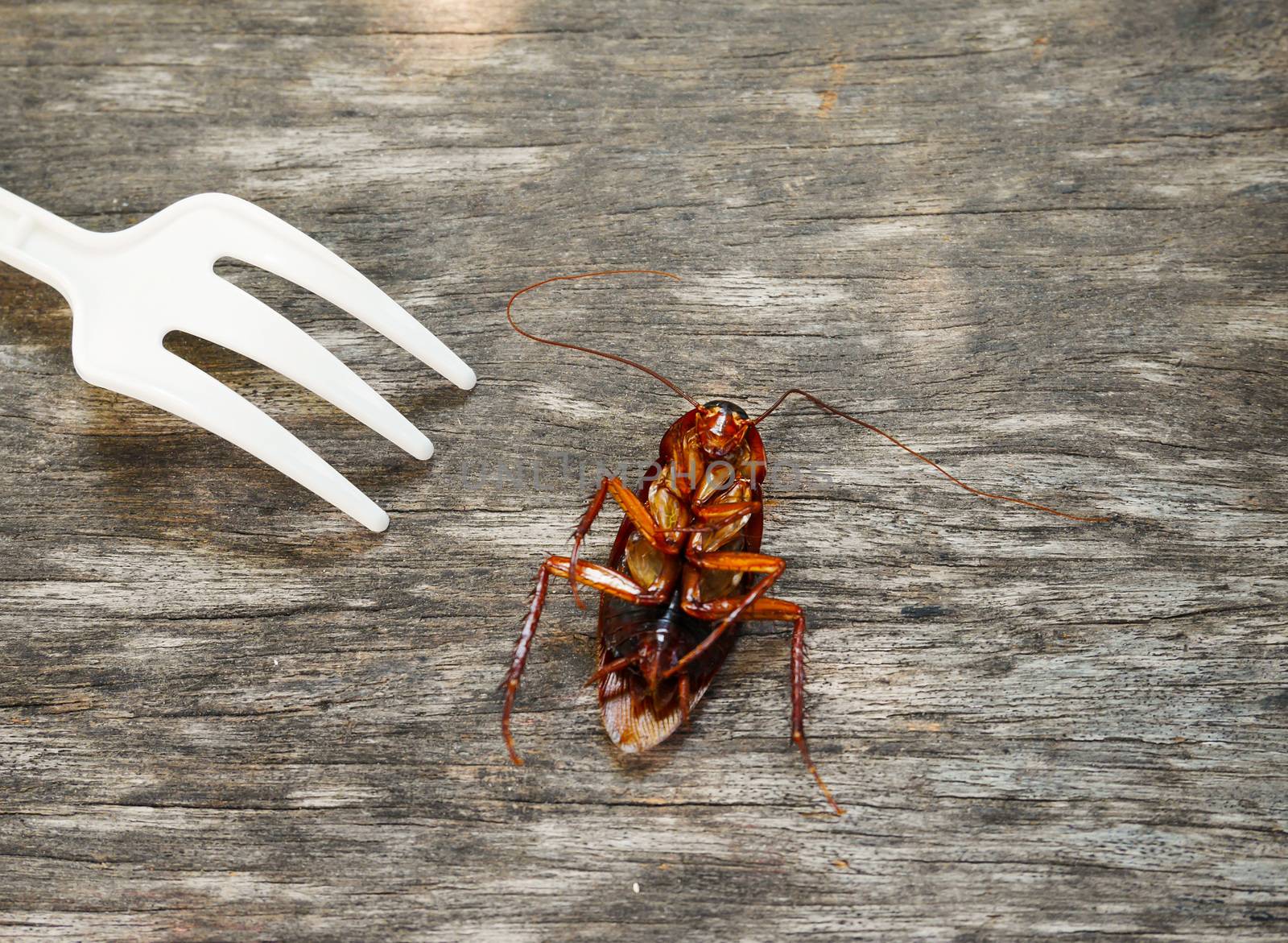 Cockroach dead on the wood floor