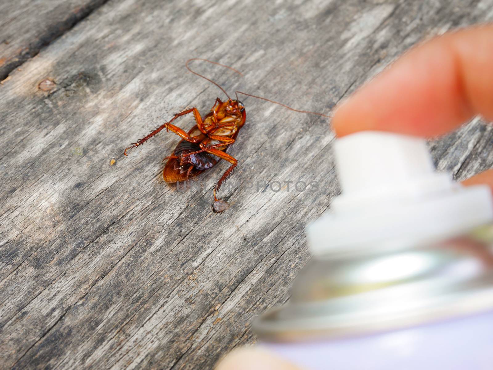 Focus cockroach dead from spray insecticides