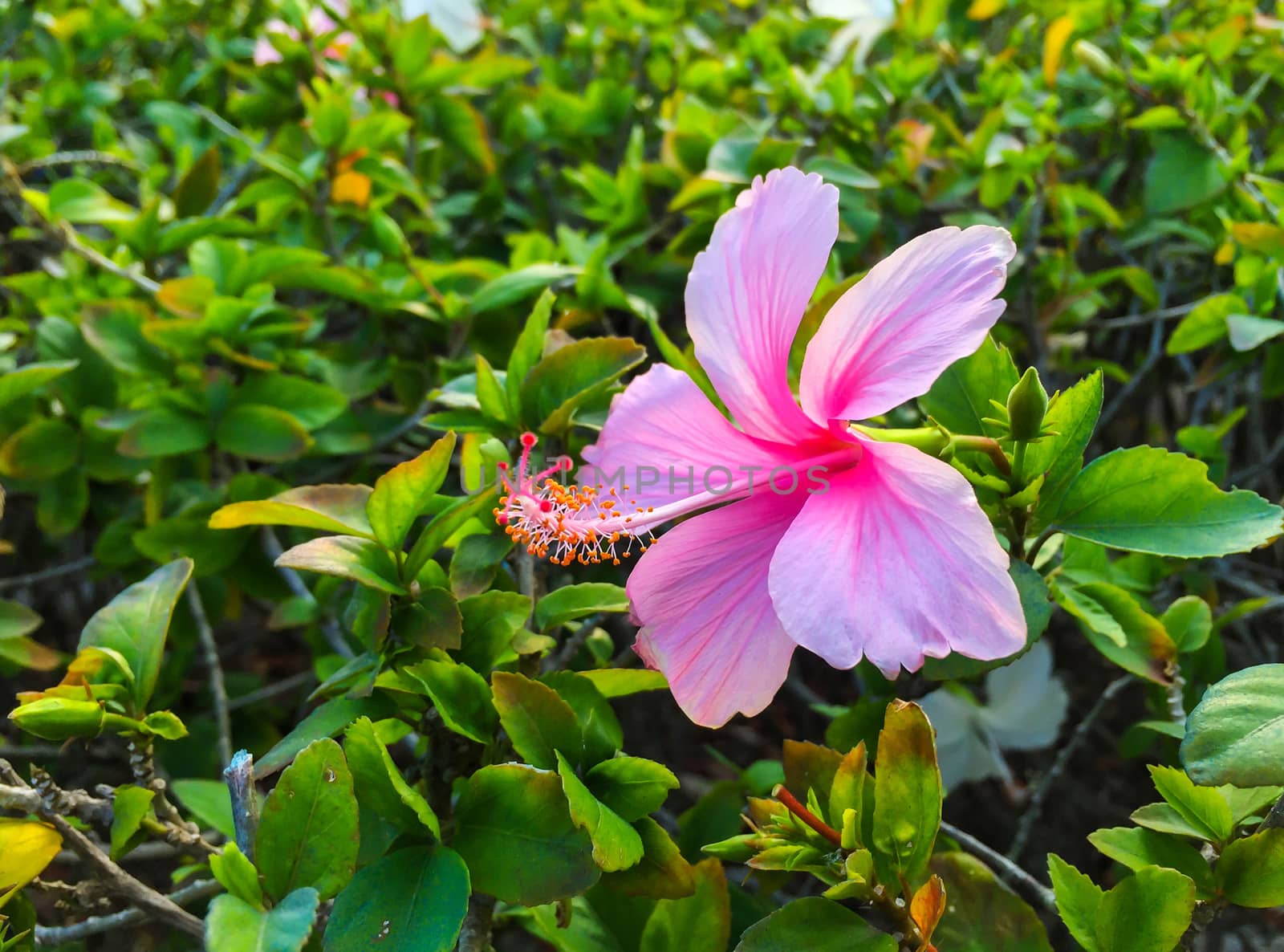 Beautiful pink hibicus flower with green leaf background