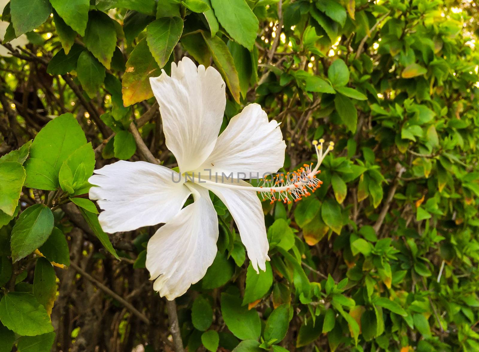 Beautiful white hibicus flower with green leaf background