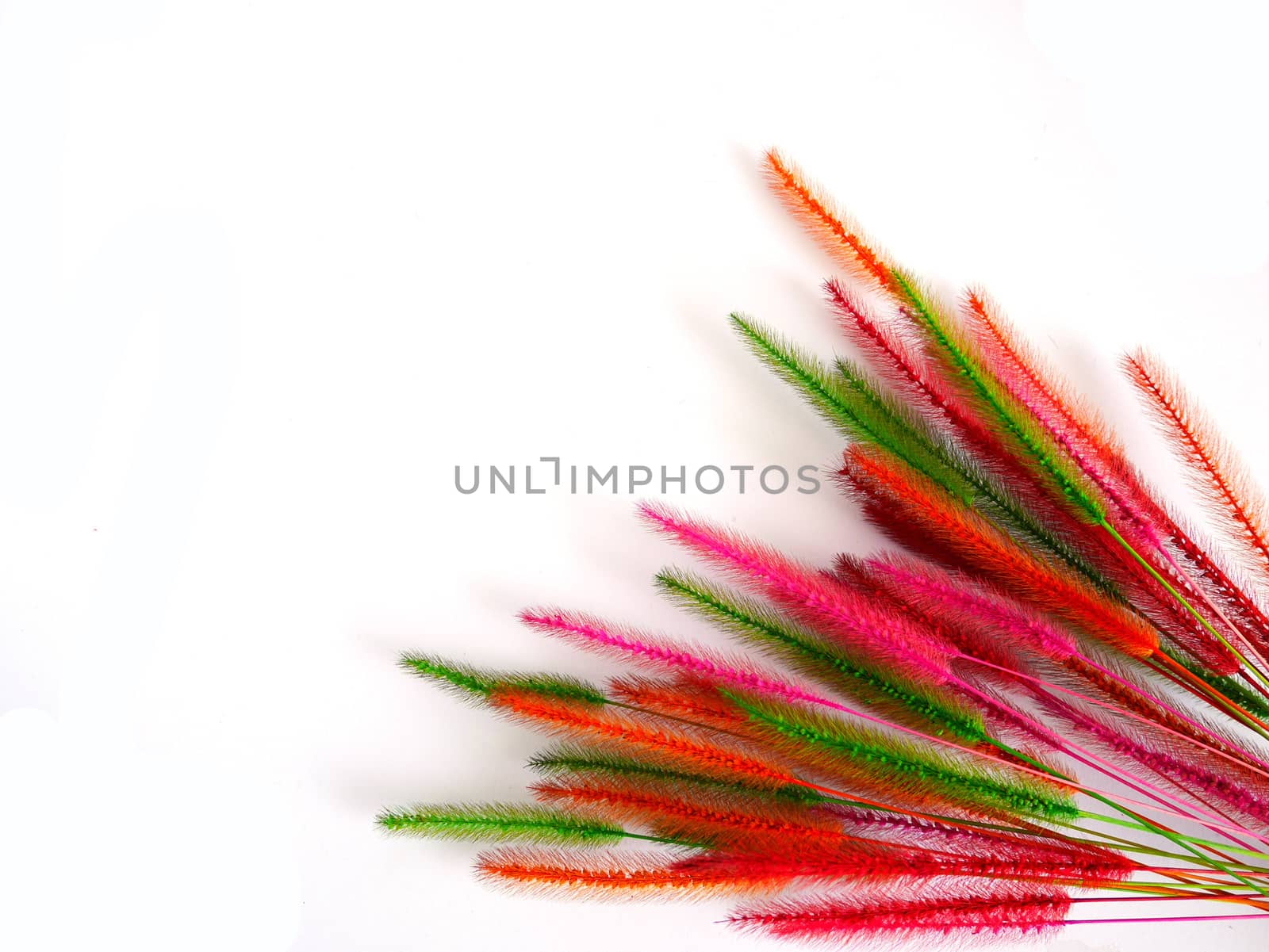 Colorful dry grass flower on white background