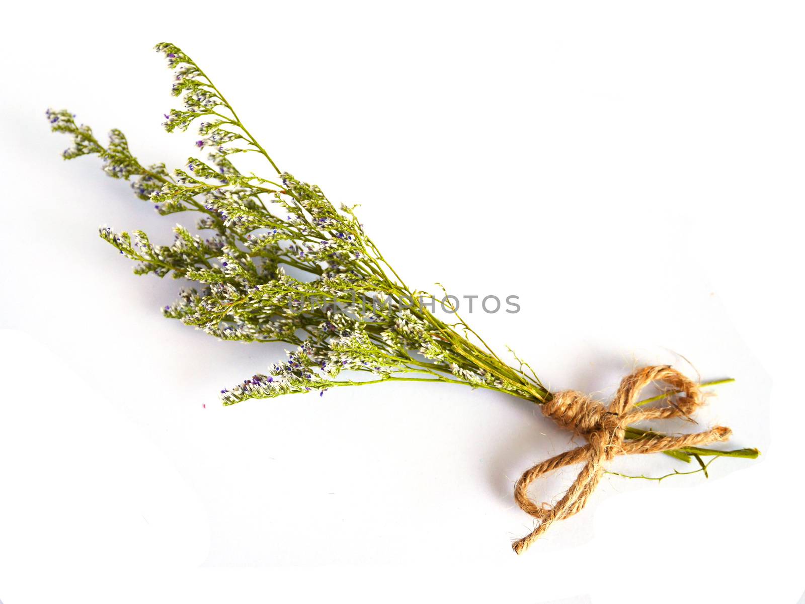 Beautiful dry flower on white background