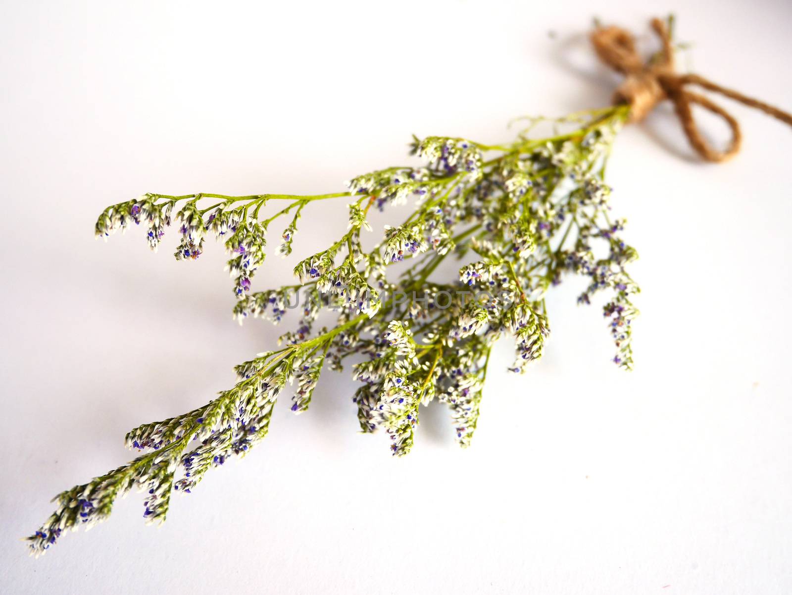 Beautiful dry flower on white background