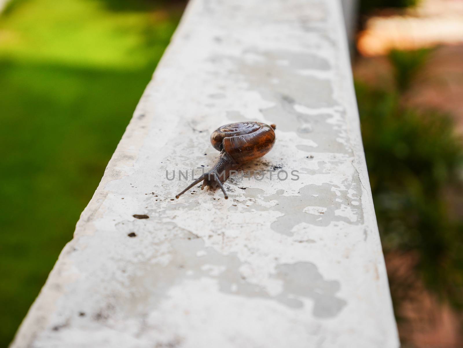 Little snail slow move on the wall in house