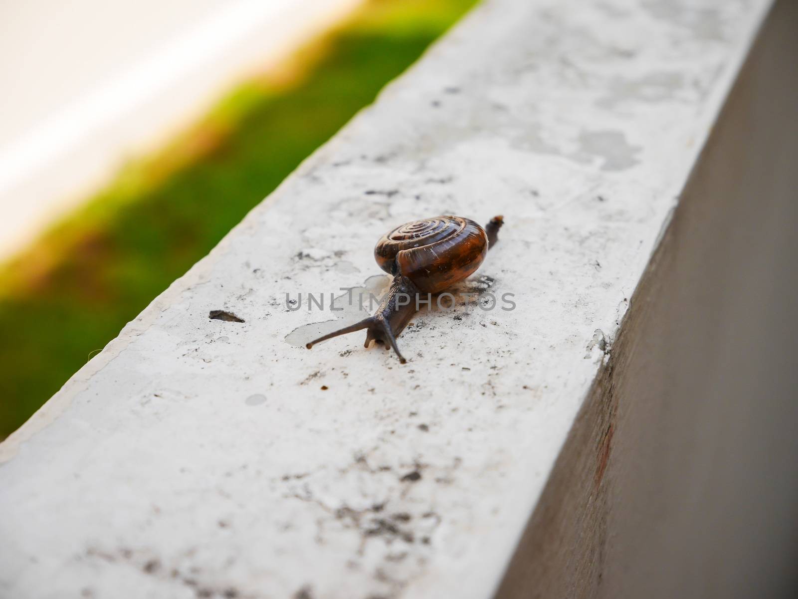 Little snail slow move on the wall in house