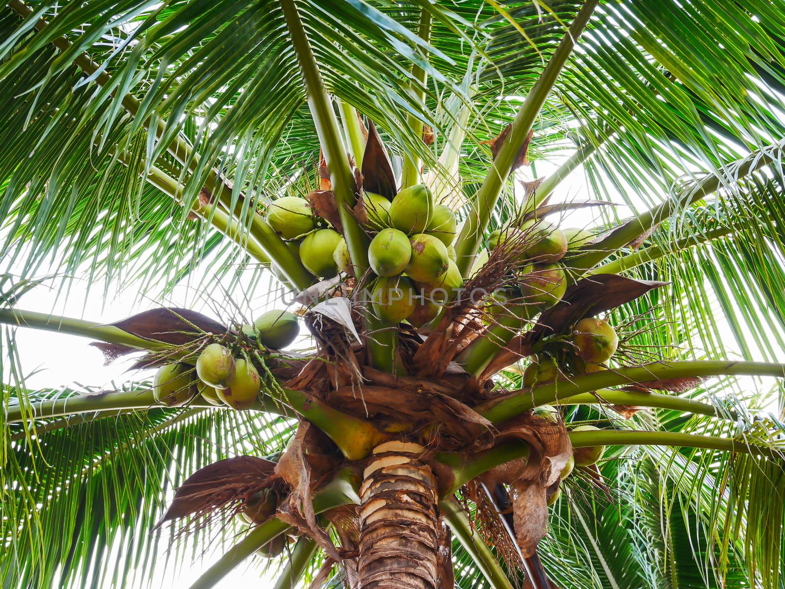 Beautiful coconut tree in thailand