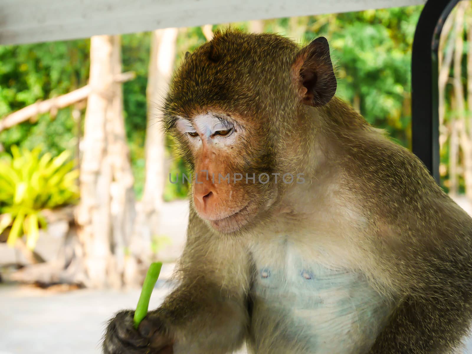 Monkey sitting and looking its food in thailand