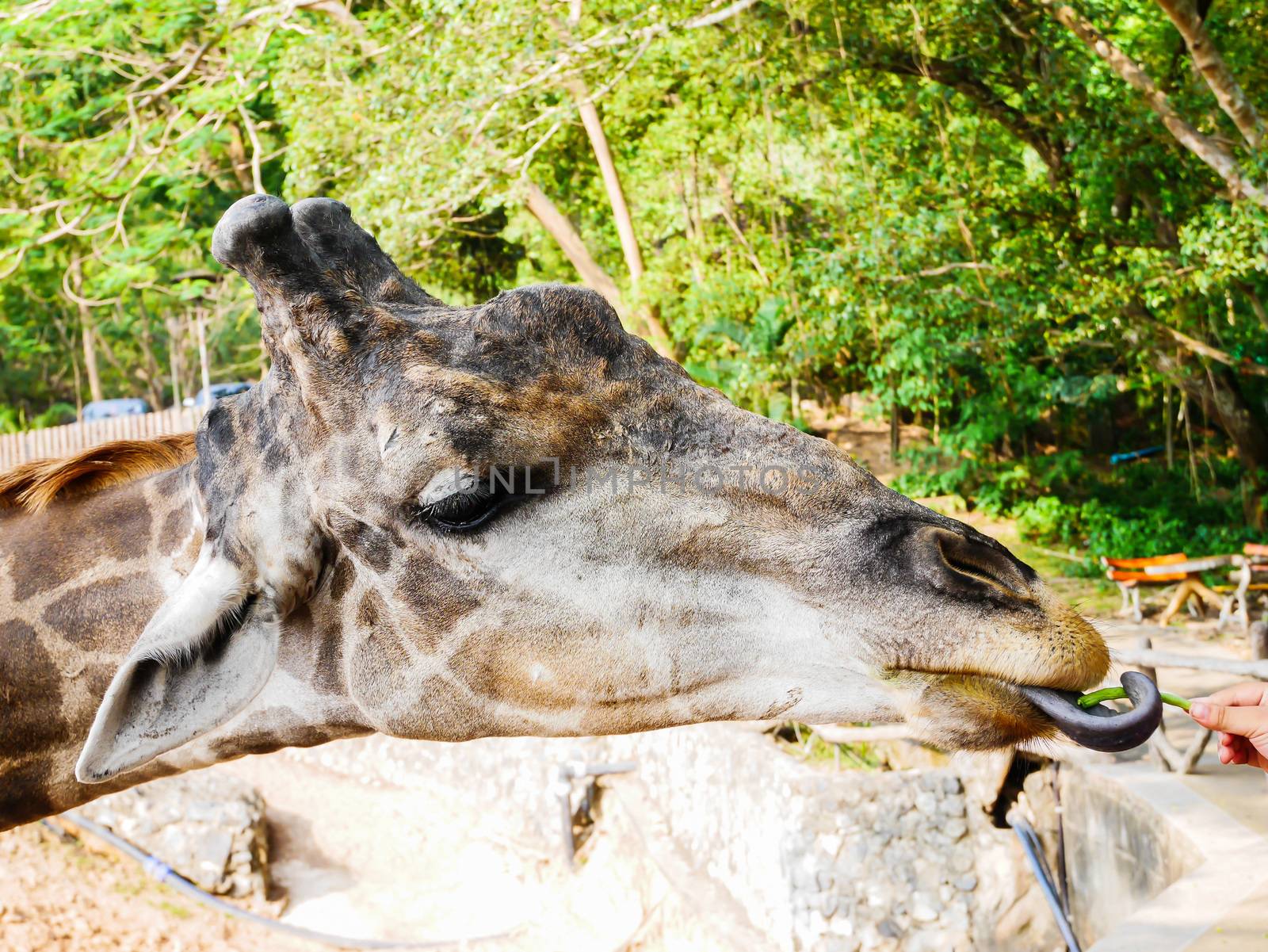 Giraffe eating food from people in zoo