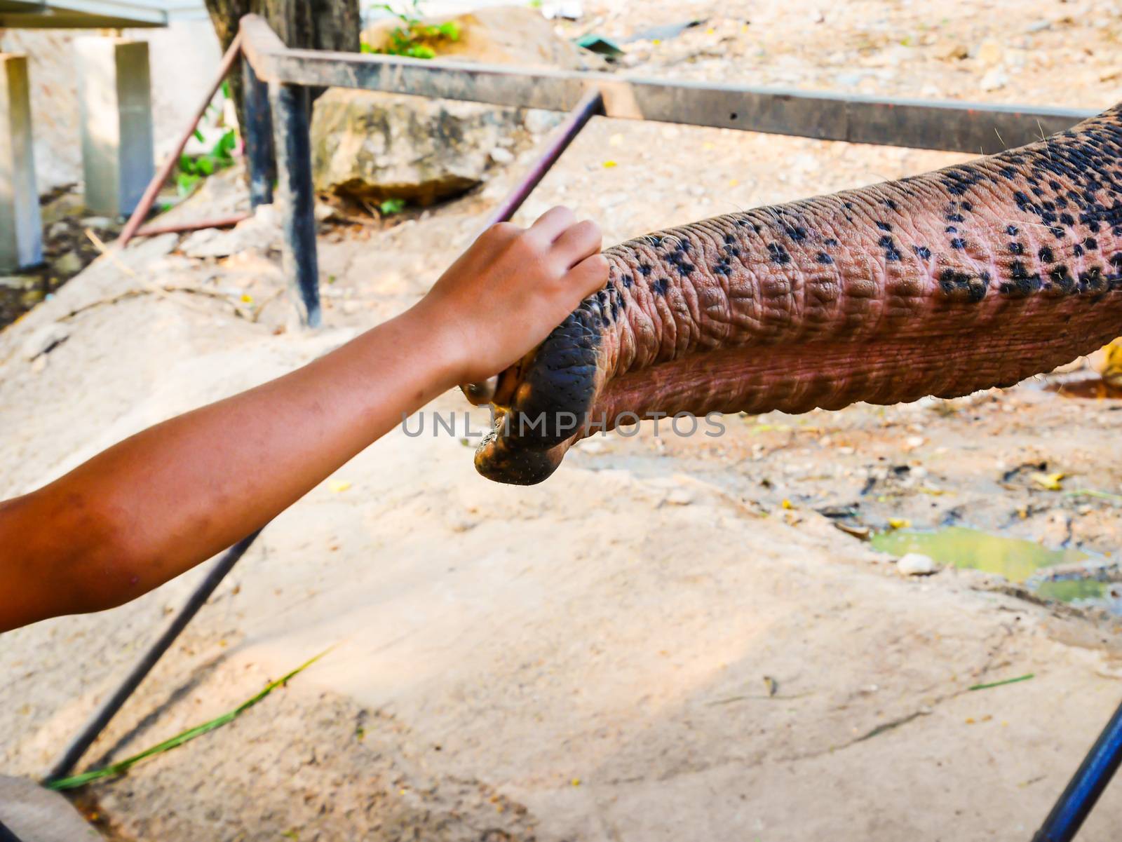 Elephant check hand  with people in zoo