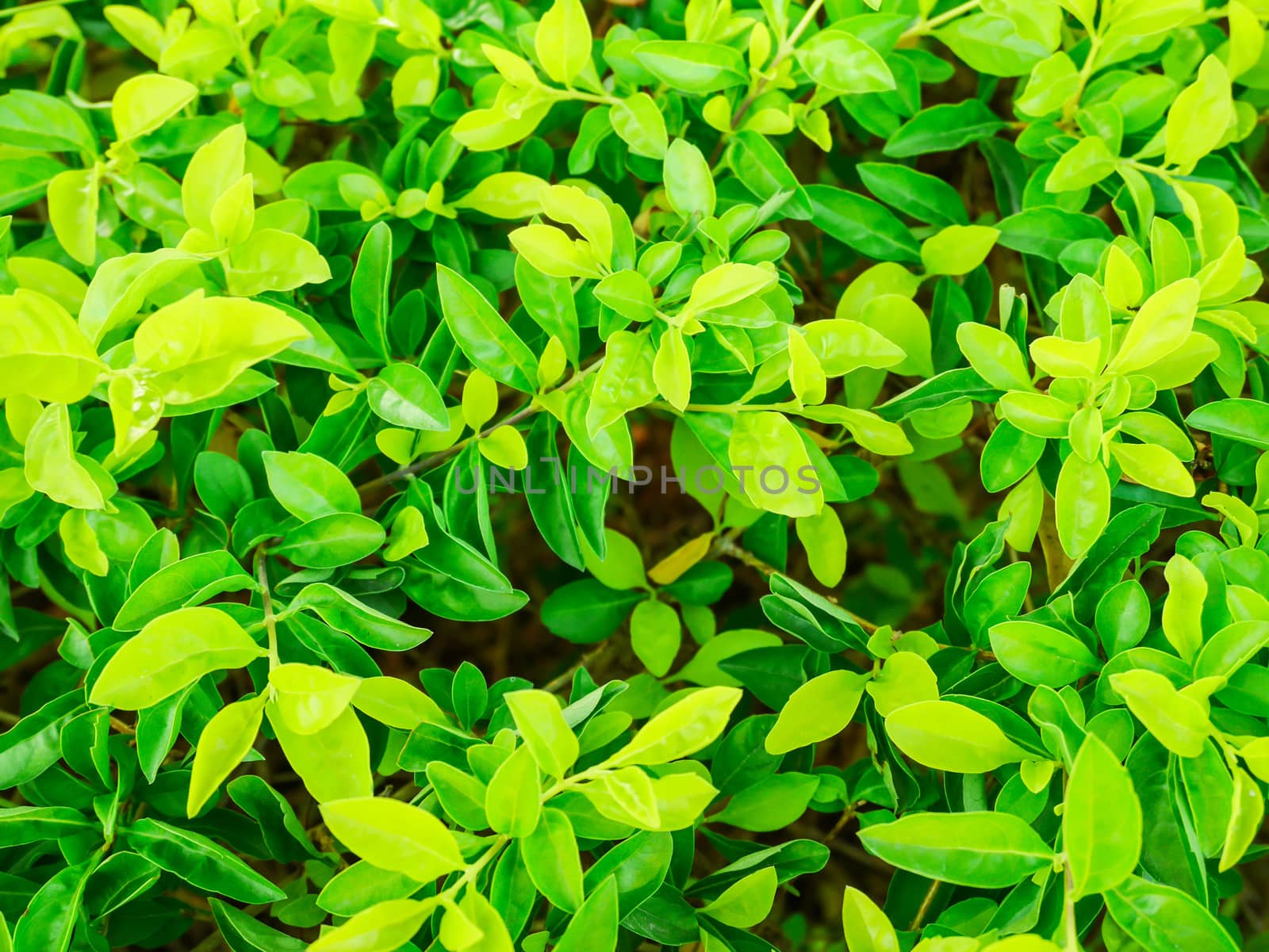 Beautiful green leaf background pattern