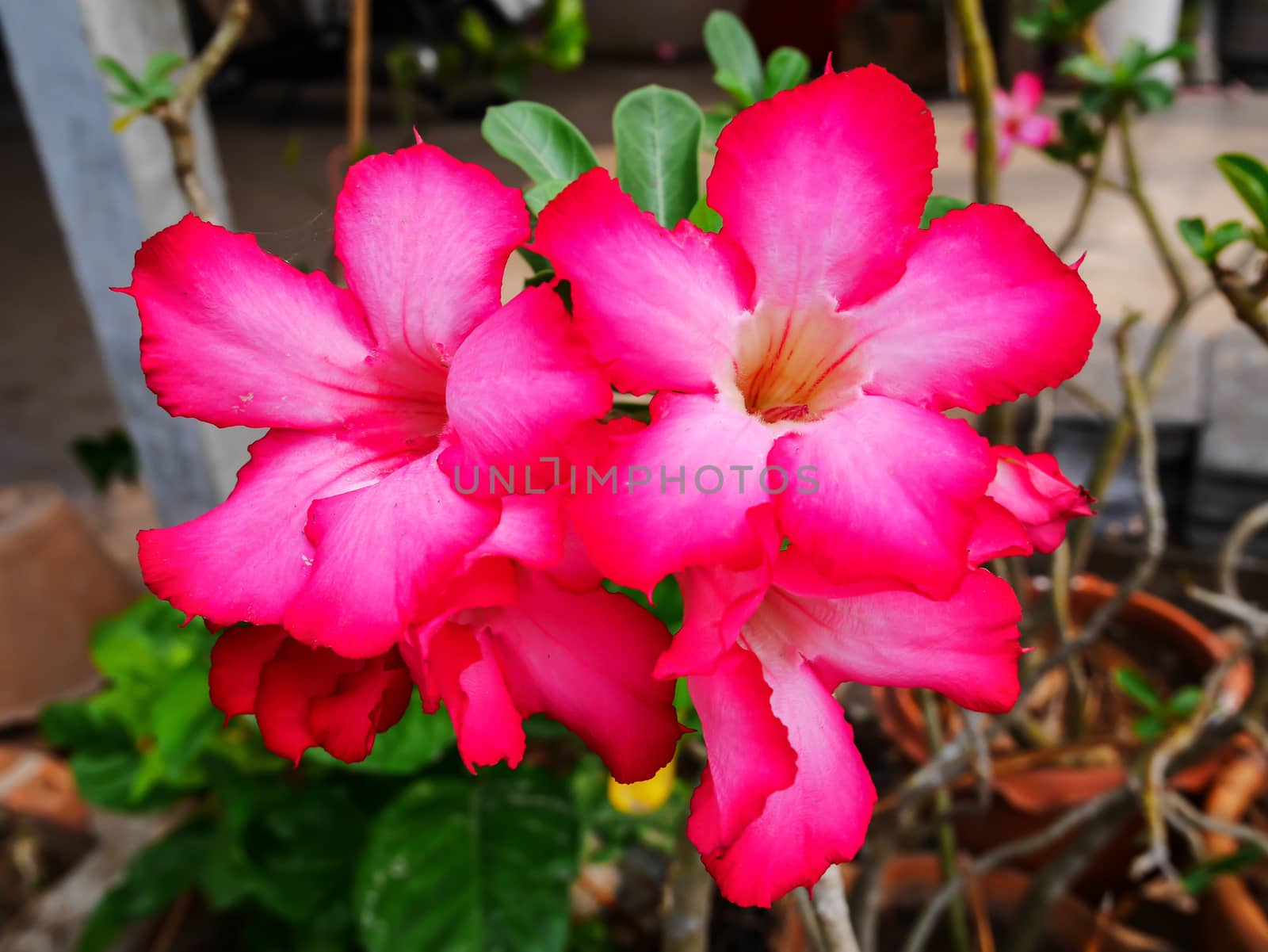 Beautiful pink impala flower in flowerpot