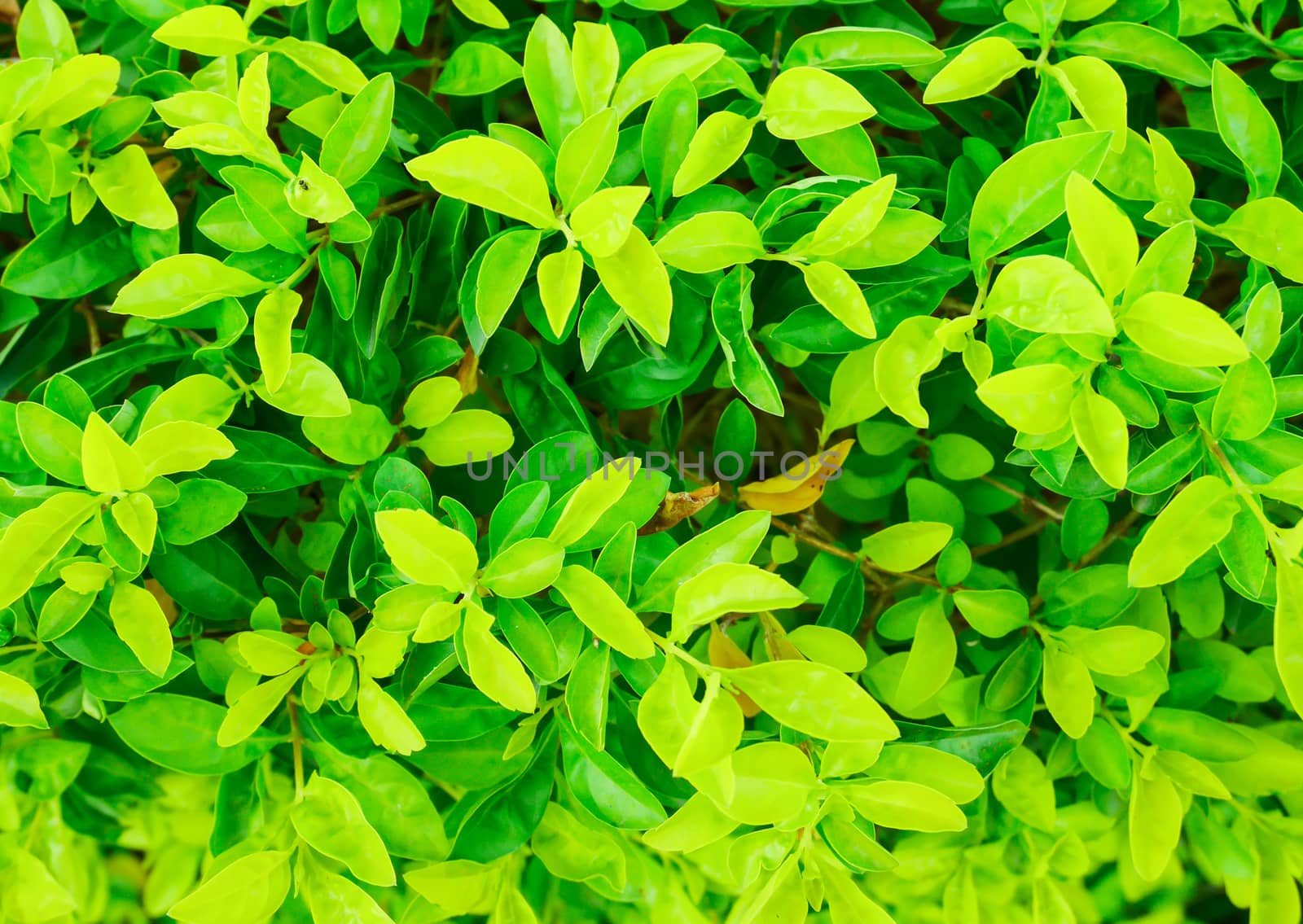 Beautiful green leaf background pattern