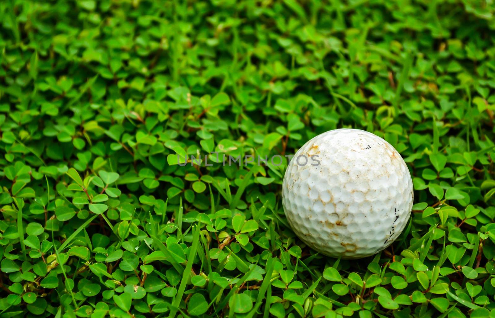 Focus golf ball on green rough background