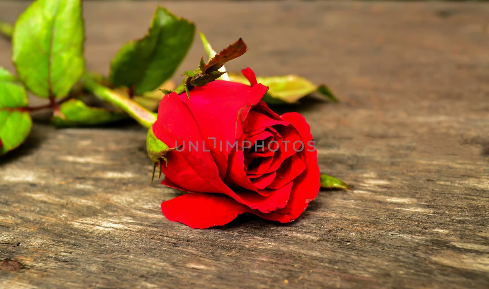 Focus red rose on wooden board