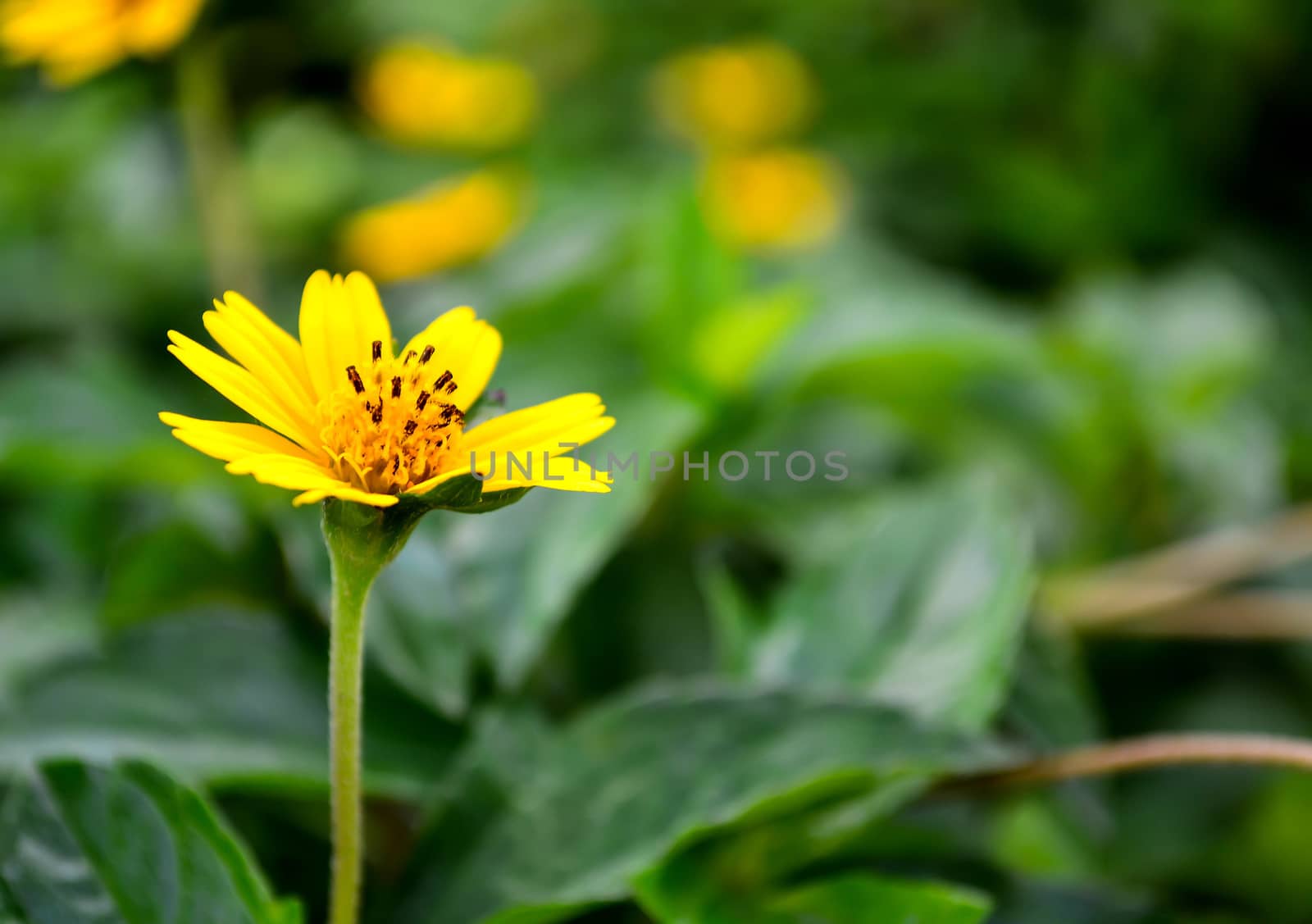 Focus yellow daisy flower on green leaf background