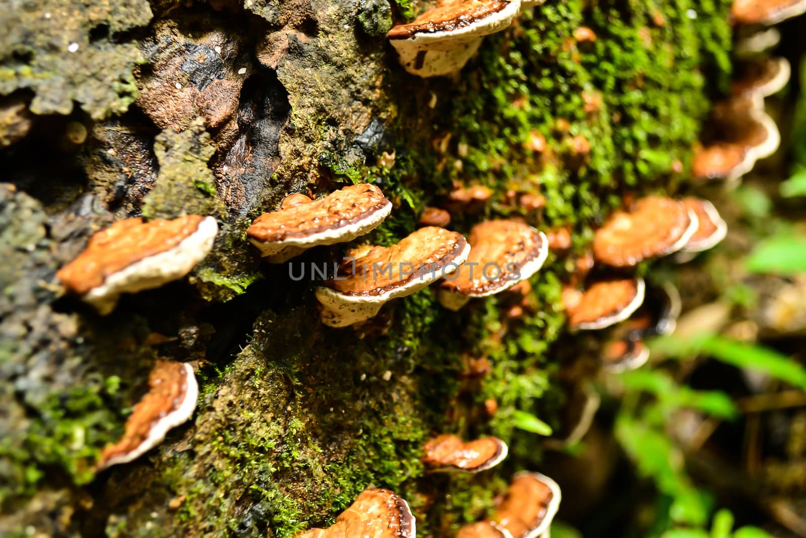 Selective focus lingzhi mushrooms grawth on wood