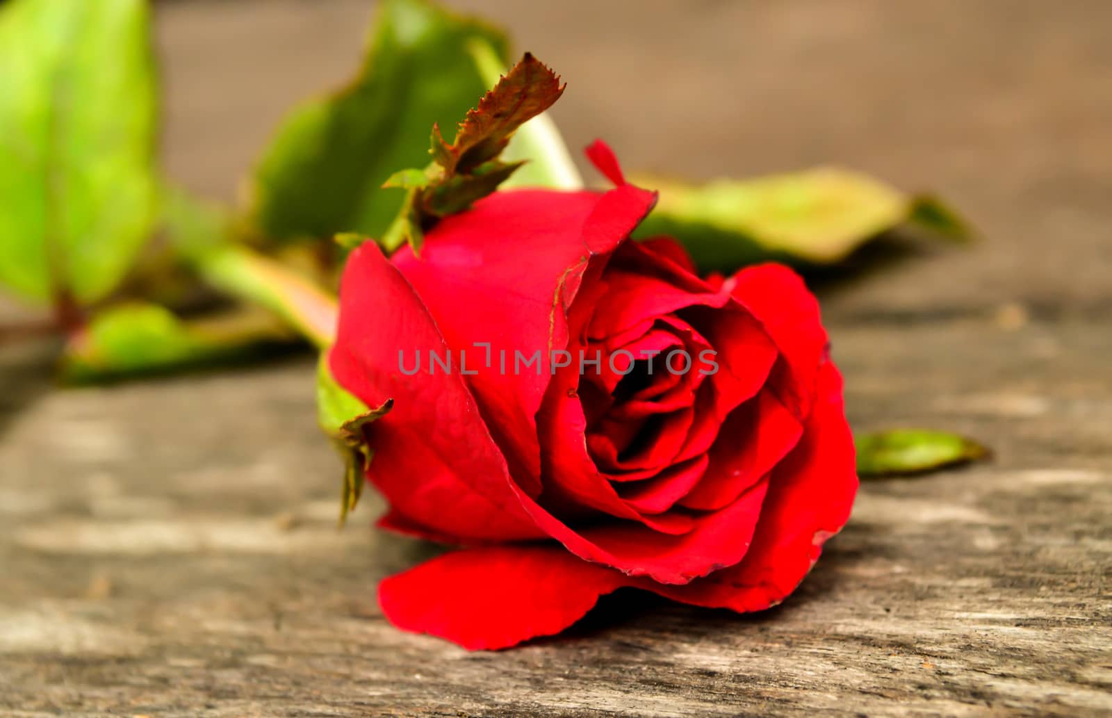 Focus red rose on wooden board