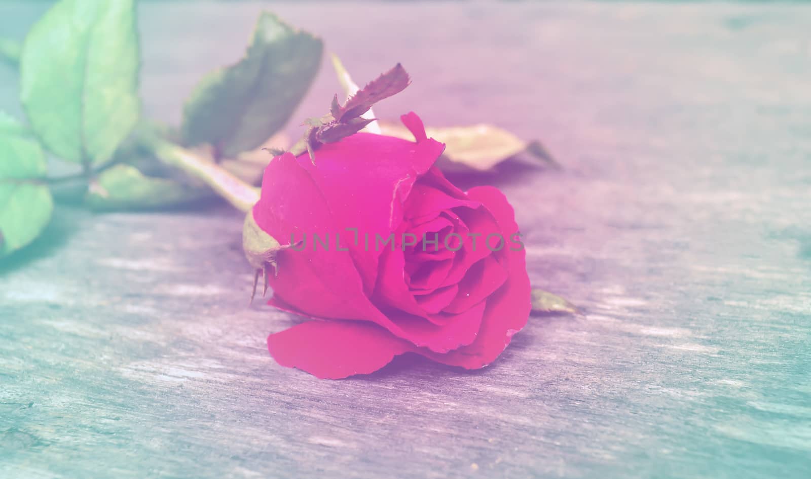 Focus red rose on wooden board