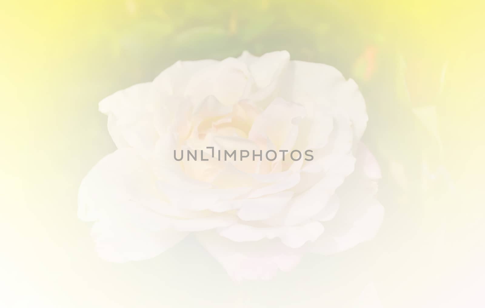 White rose in yellow tone background
