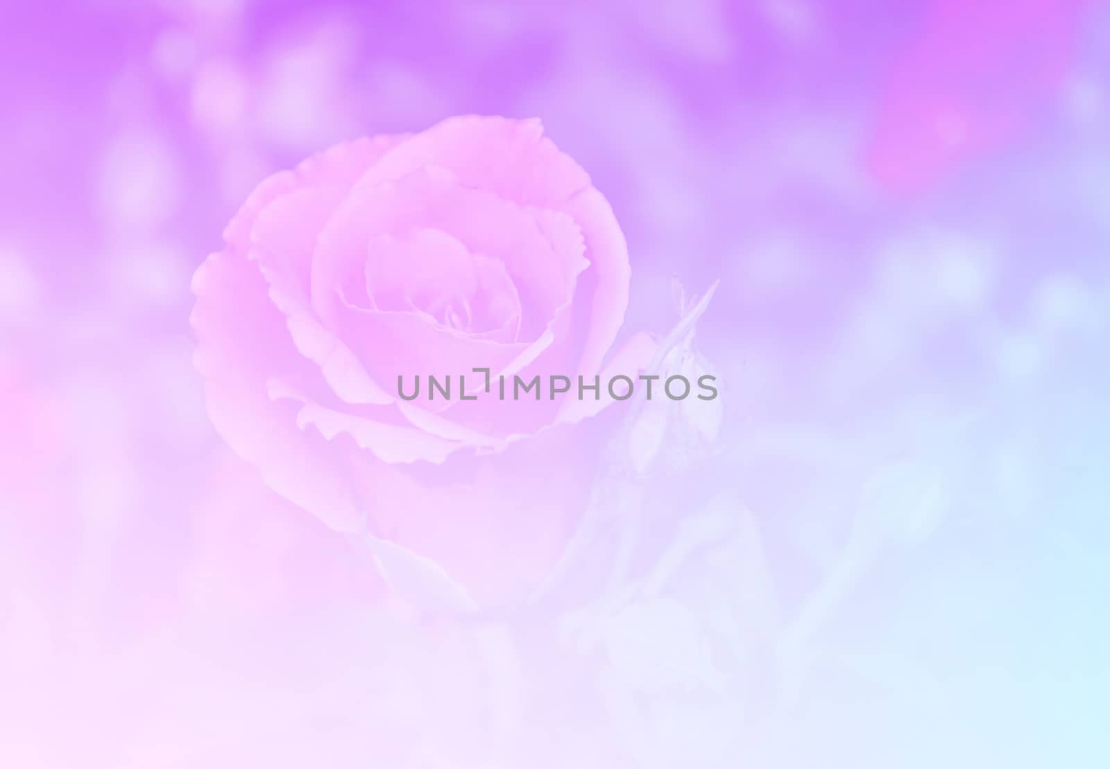 Beautiful rose flower pastel color tone background