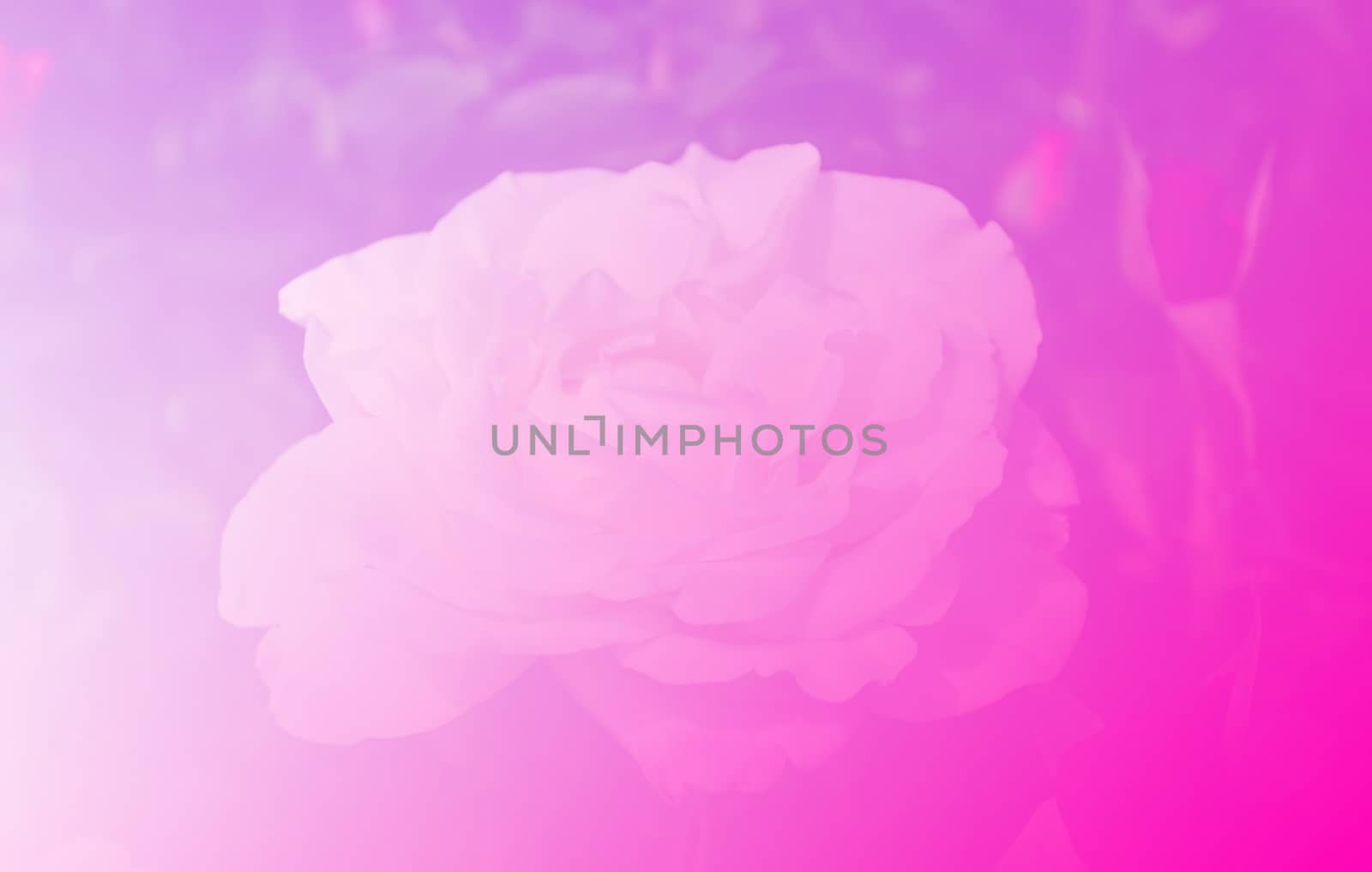 Beautiful rose flower pink color tone background