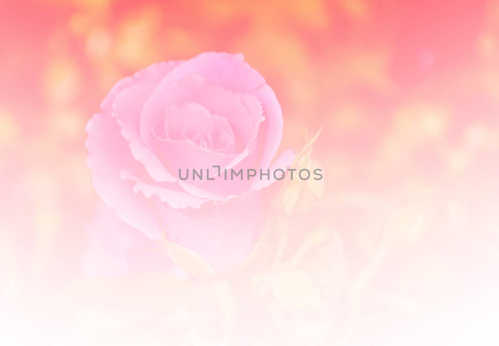 Beautiful rose flower orange color tone background