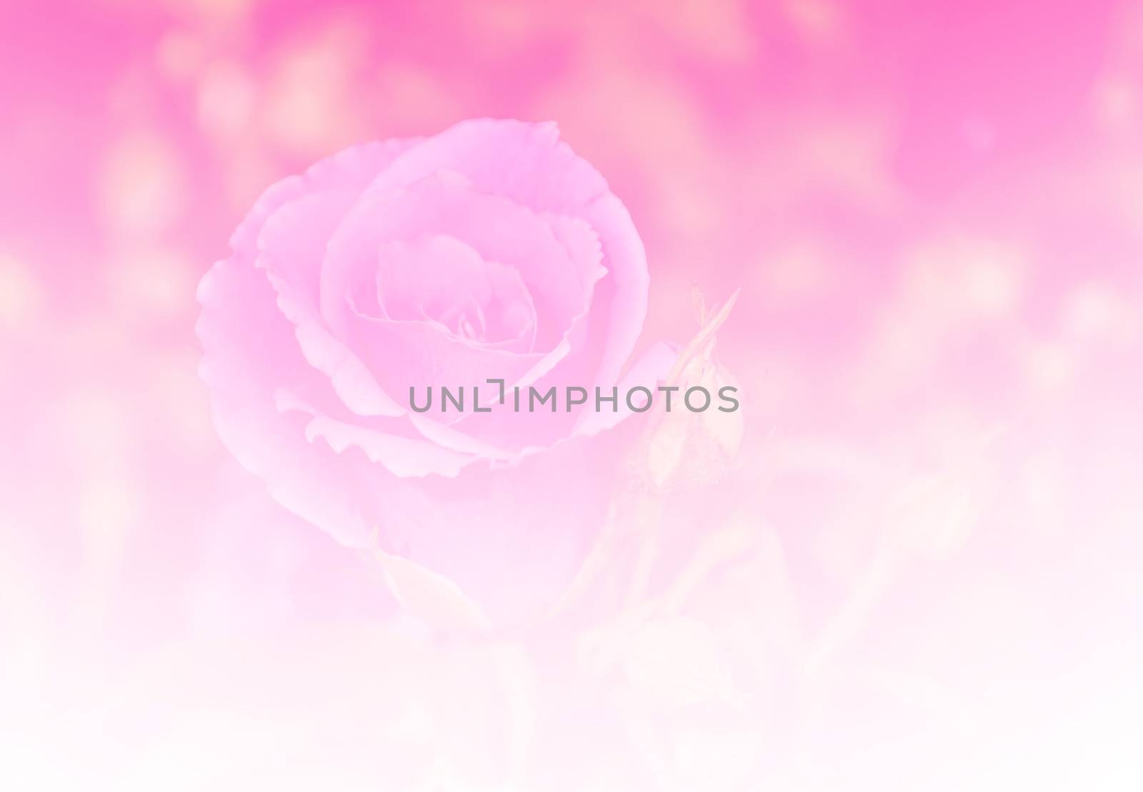 Beautiful rose flower red color tone background