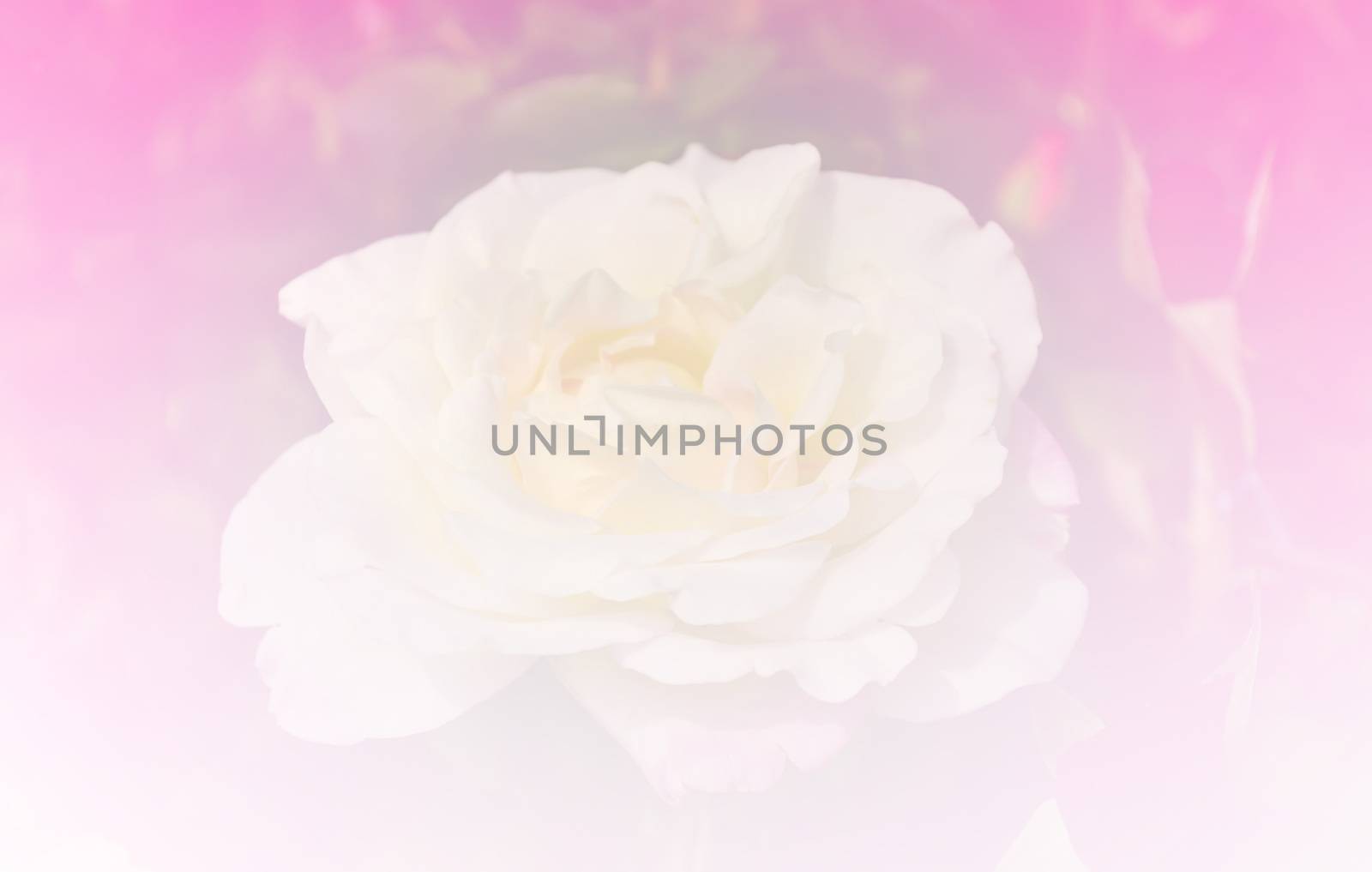Beautiful rose flower pink color tone background