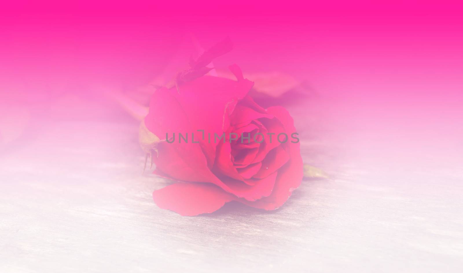 Beautiful rose flower pink color tone background