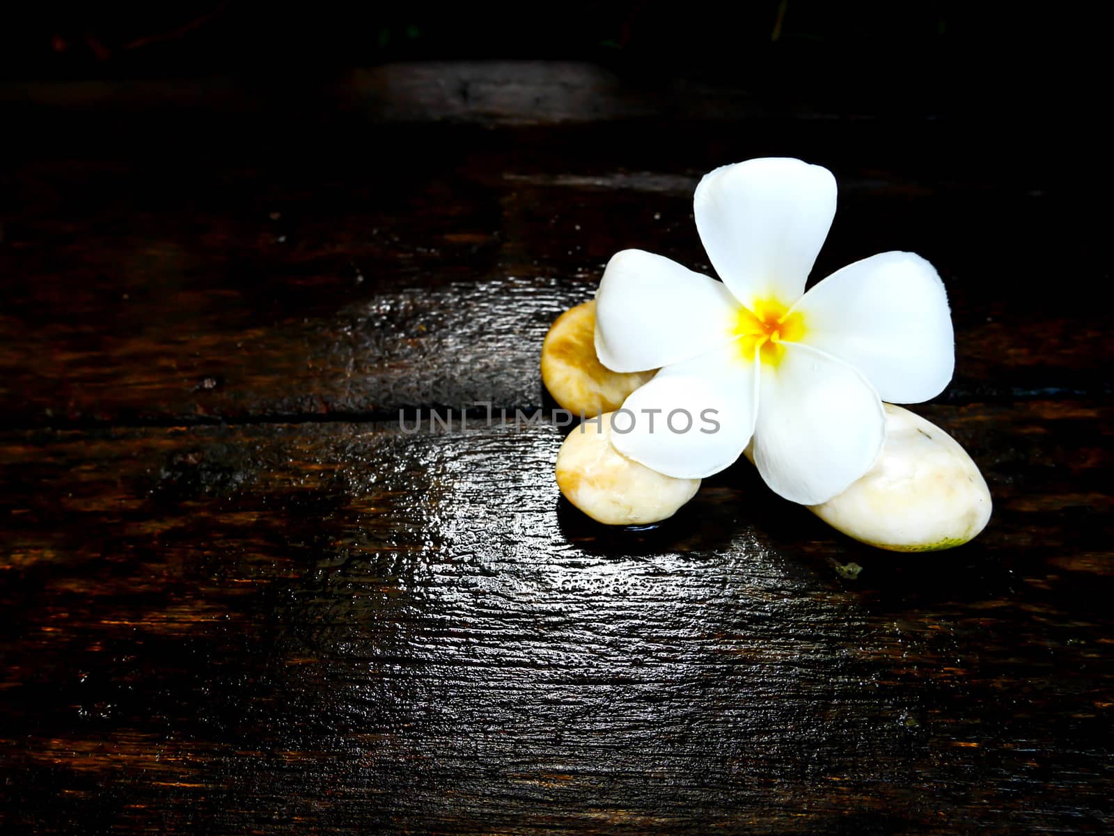 White plumeria flower on wet wooden board with copy space