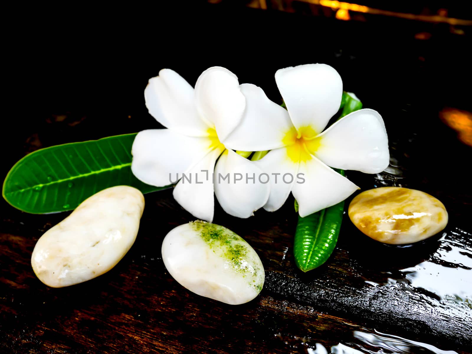 Focus white plumeria flower on wet wooden board