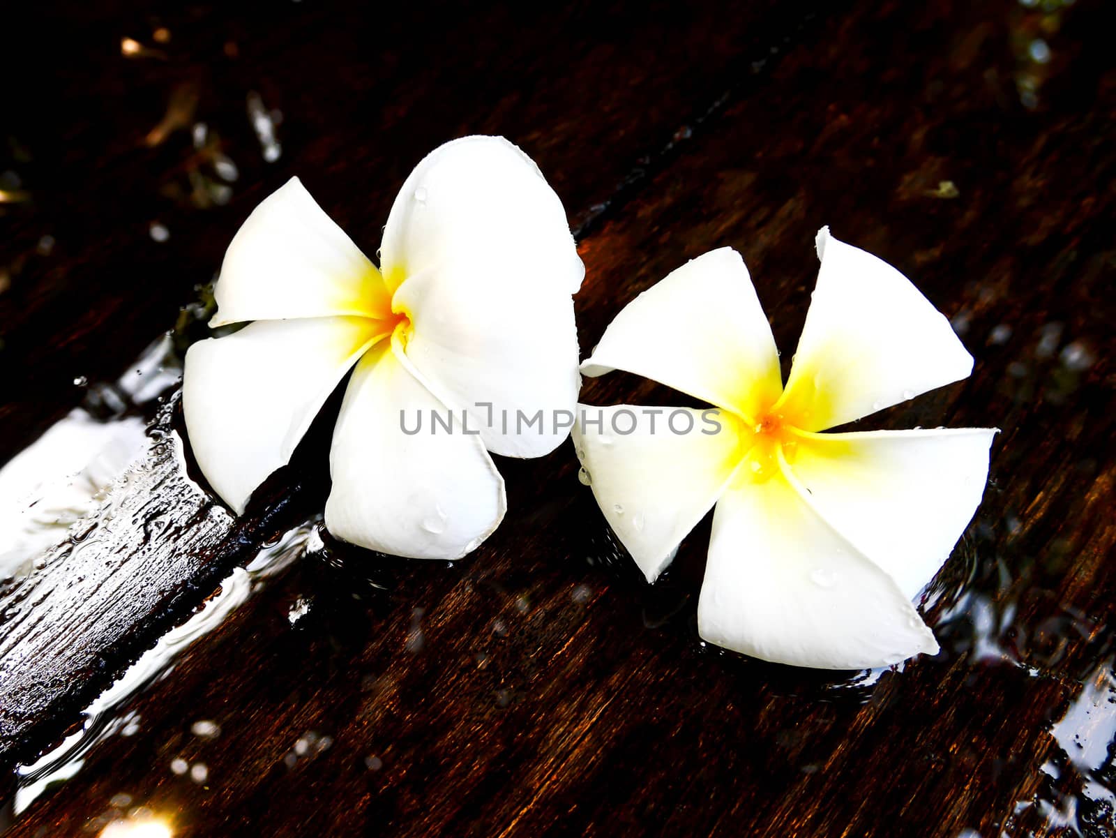 Two white plumeria flower on wet wooden board
