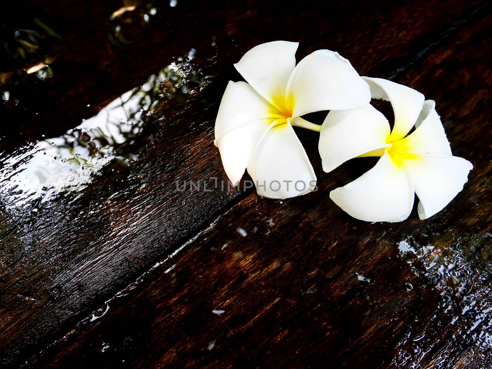 Two white plumeria flower on wet wooden board with copy space