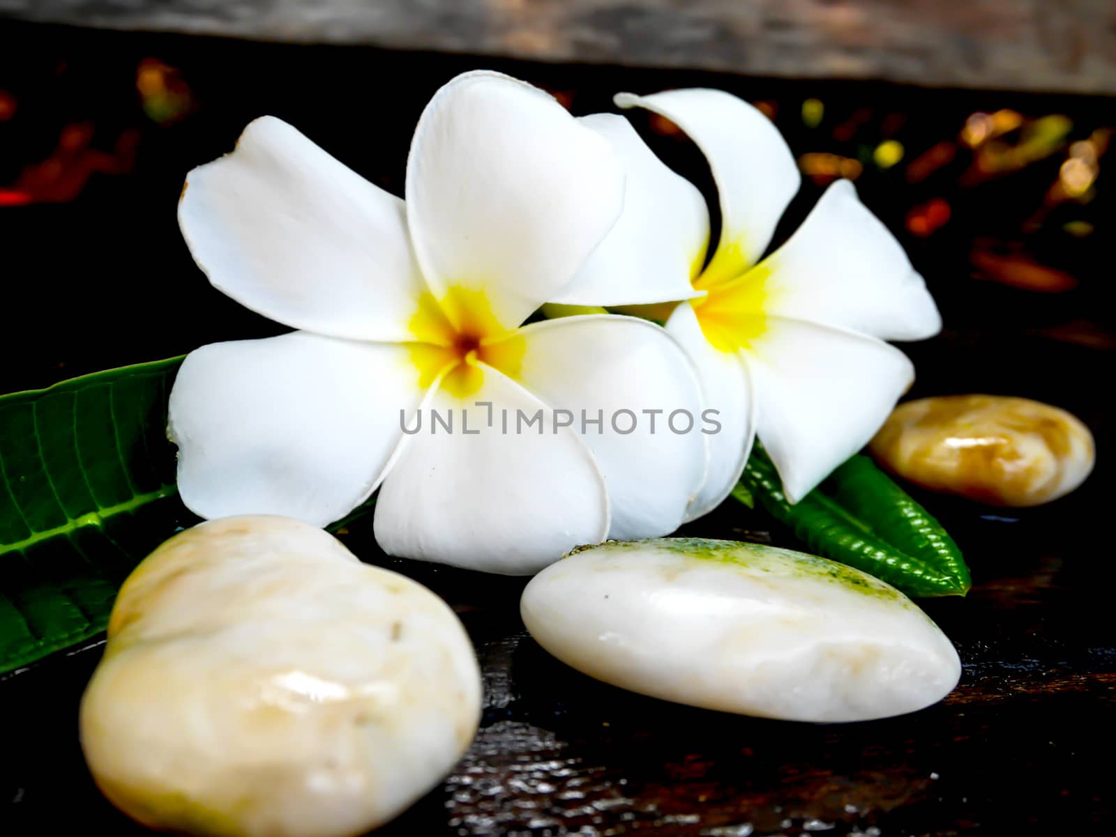 Focus white plumeria flower on wet wooden board