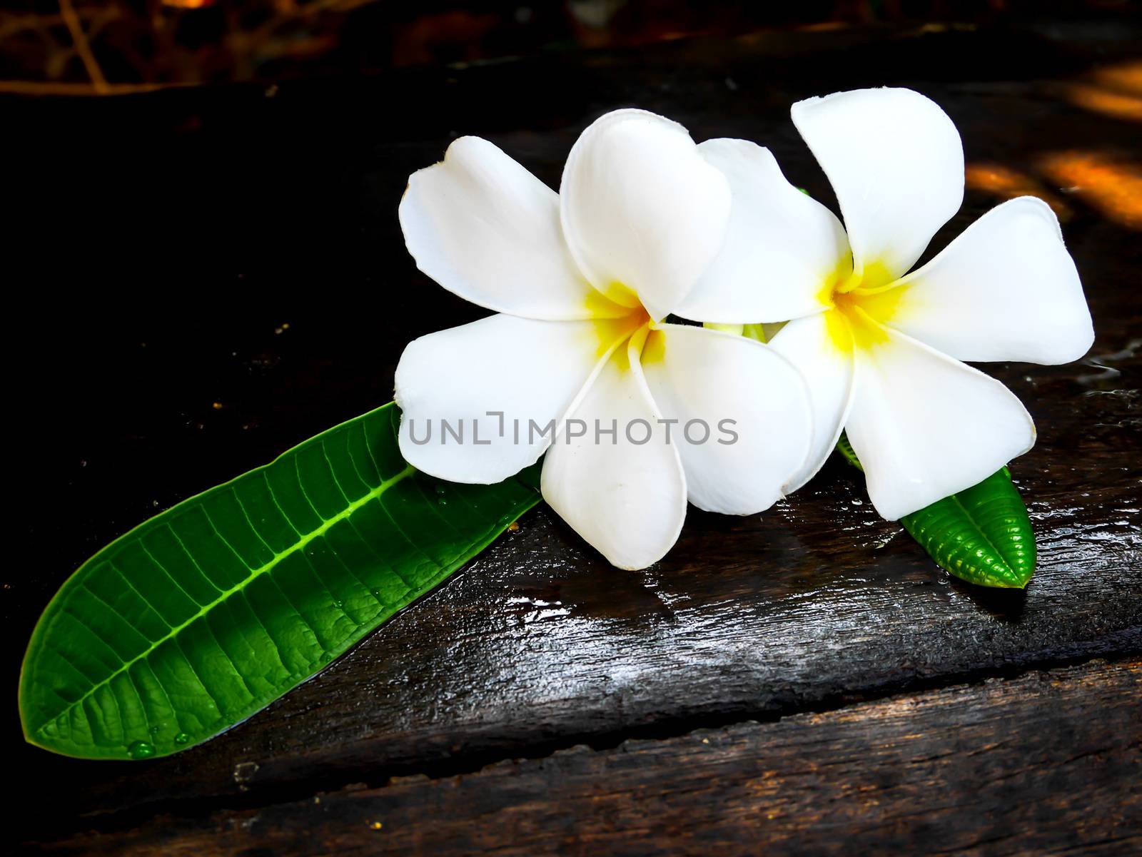 White plumeria flower on wet wooden board