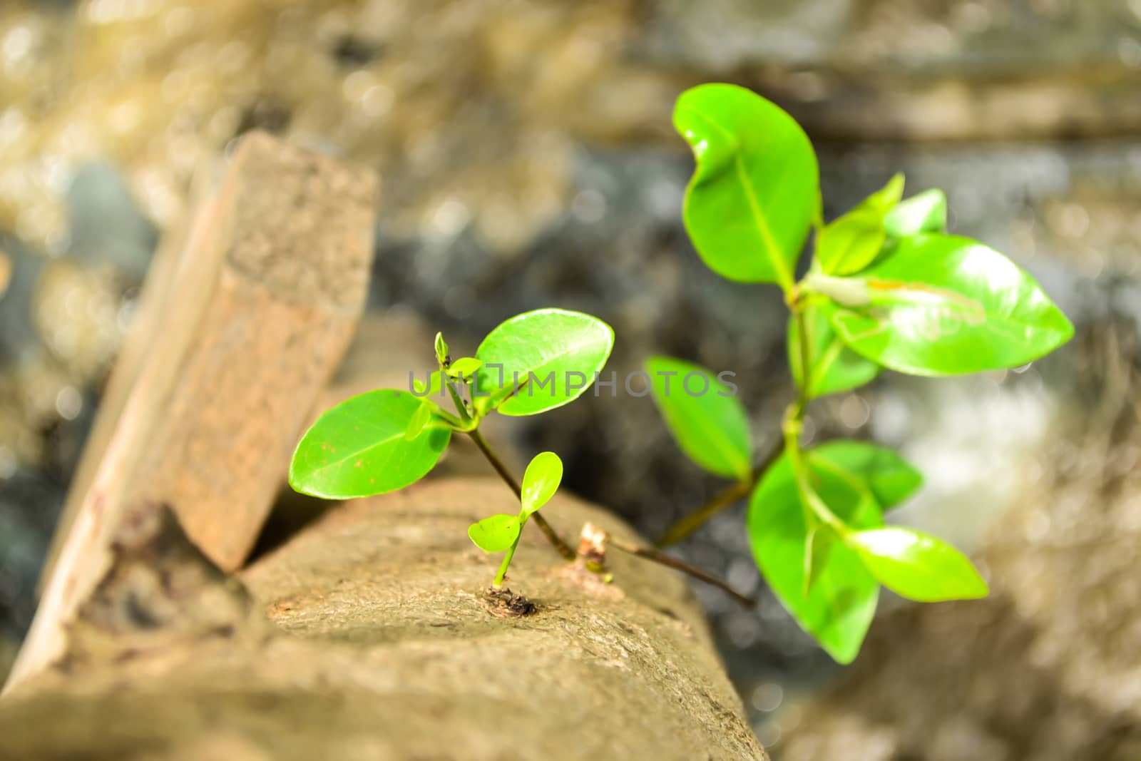 Focus little tree growth from big trunk