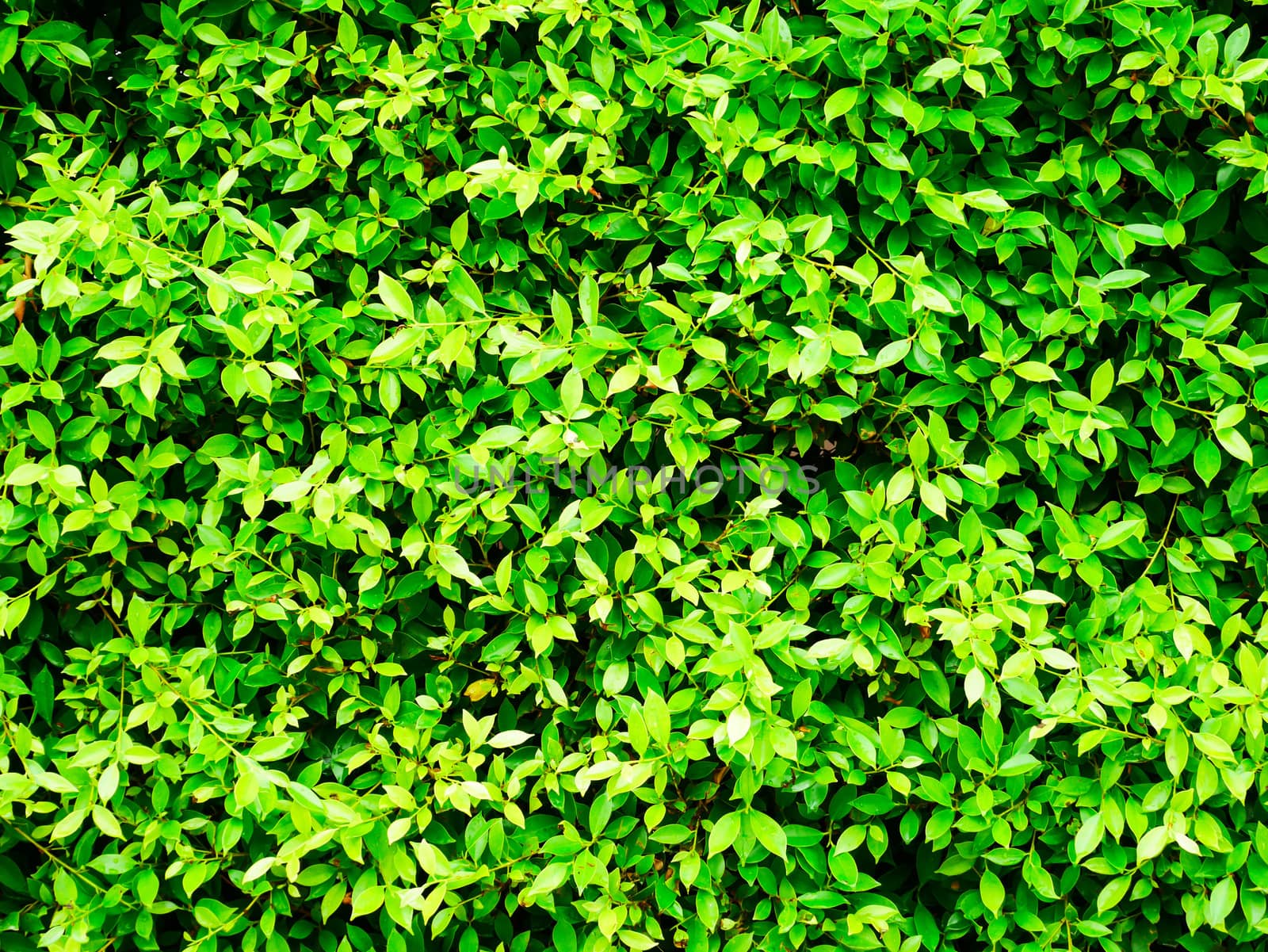 Fresh green leaf background