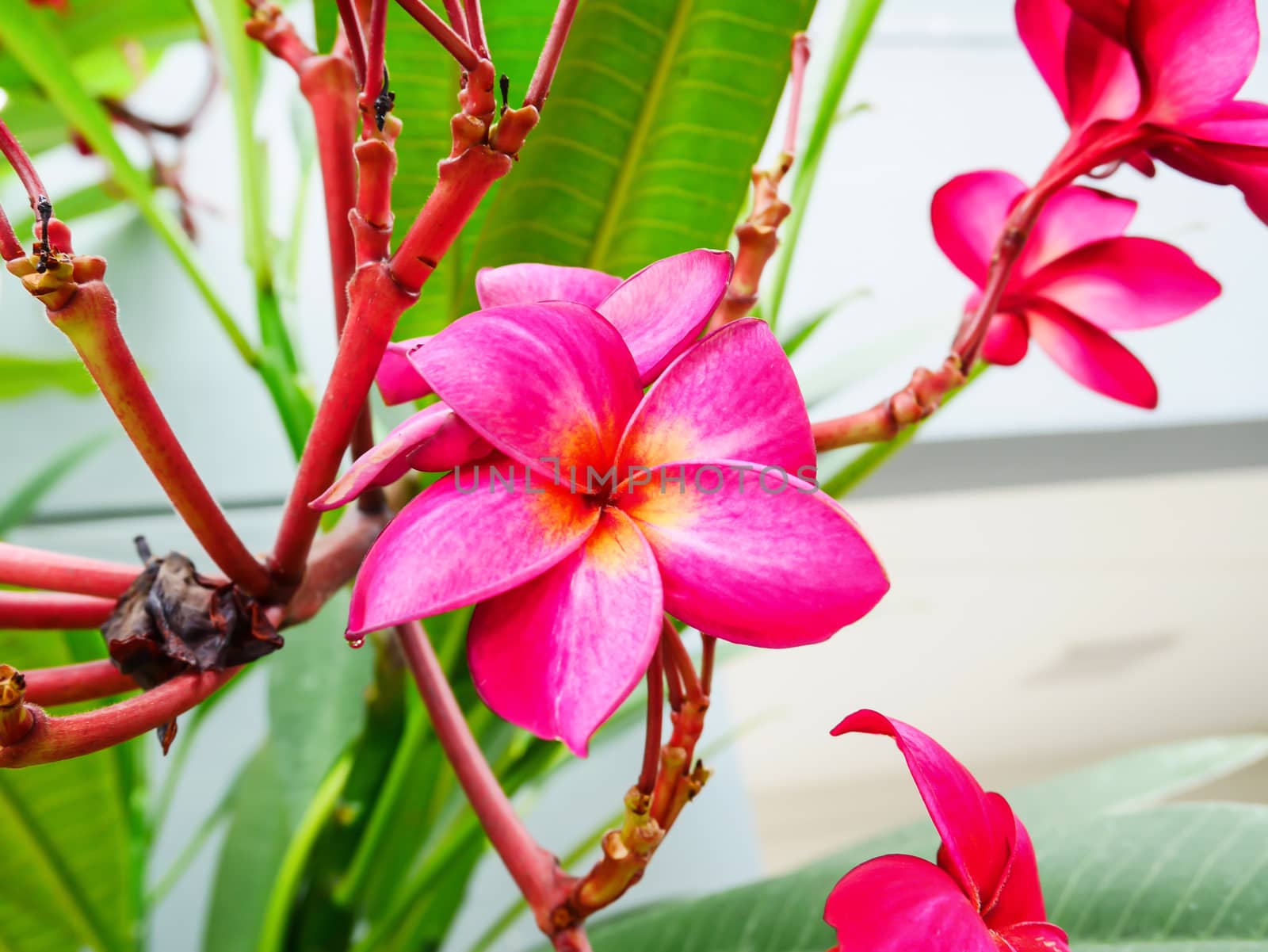 Beautiful red plumeria flower with selective focus