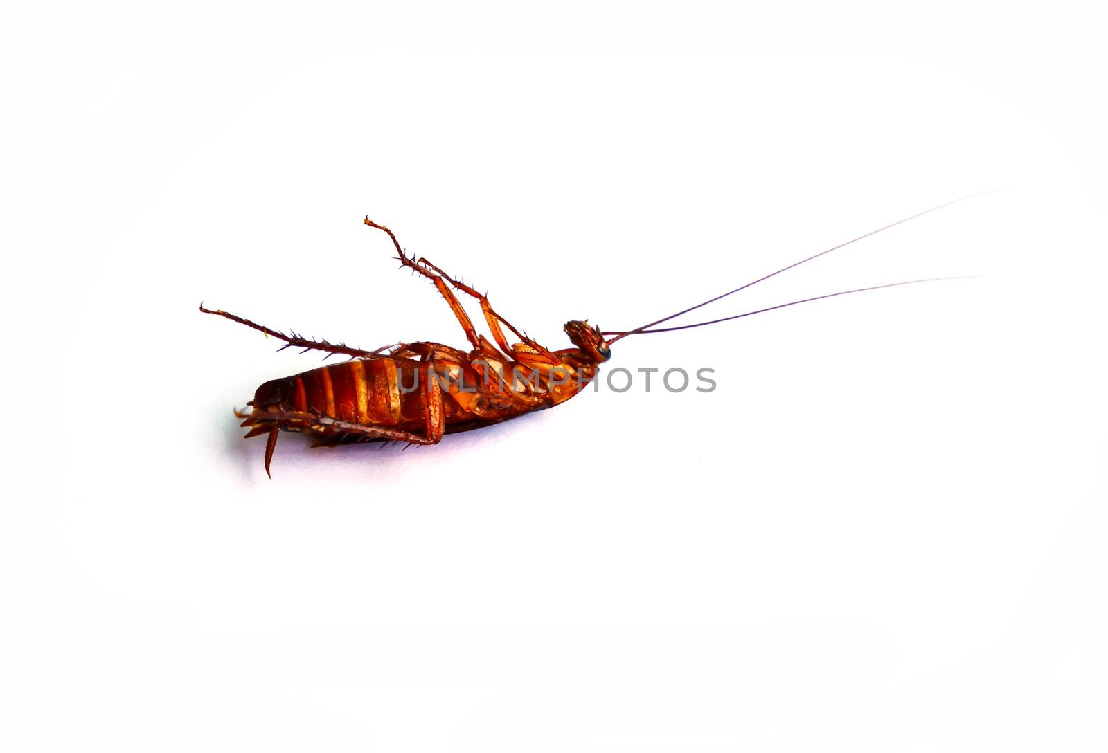 Cockroach dead on white background