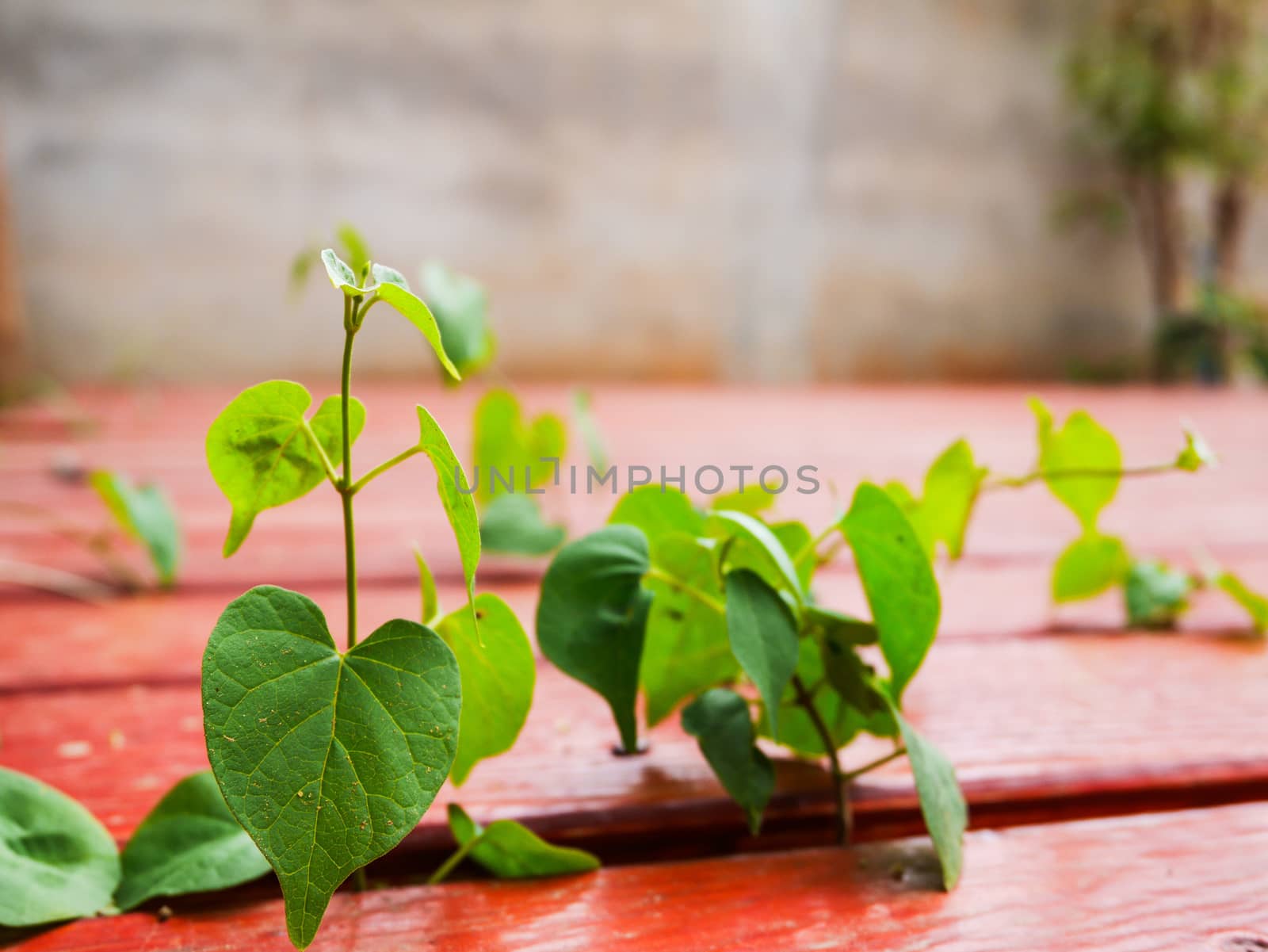 Selective focus heart shape leaf growth on wooden board on blur background with copy space