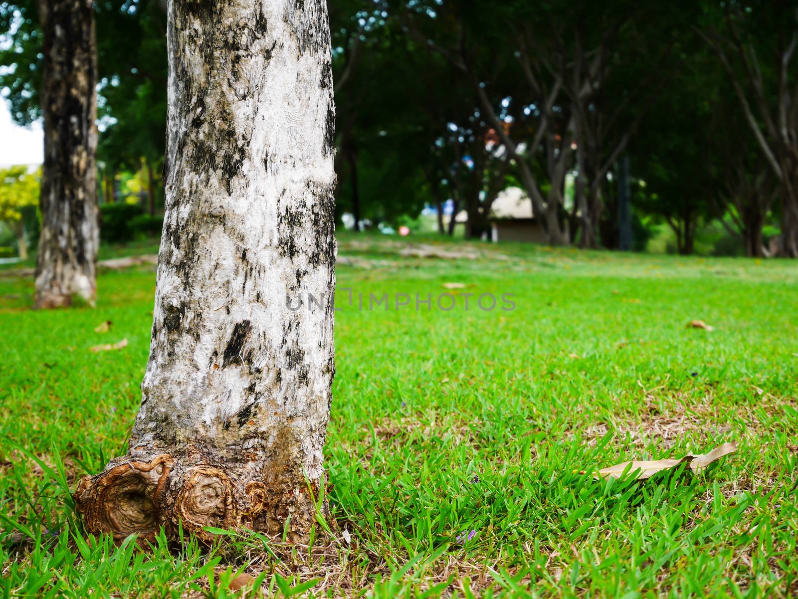 Close up old tree trunk in park on blur background with copy space