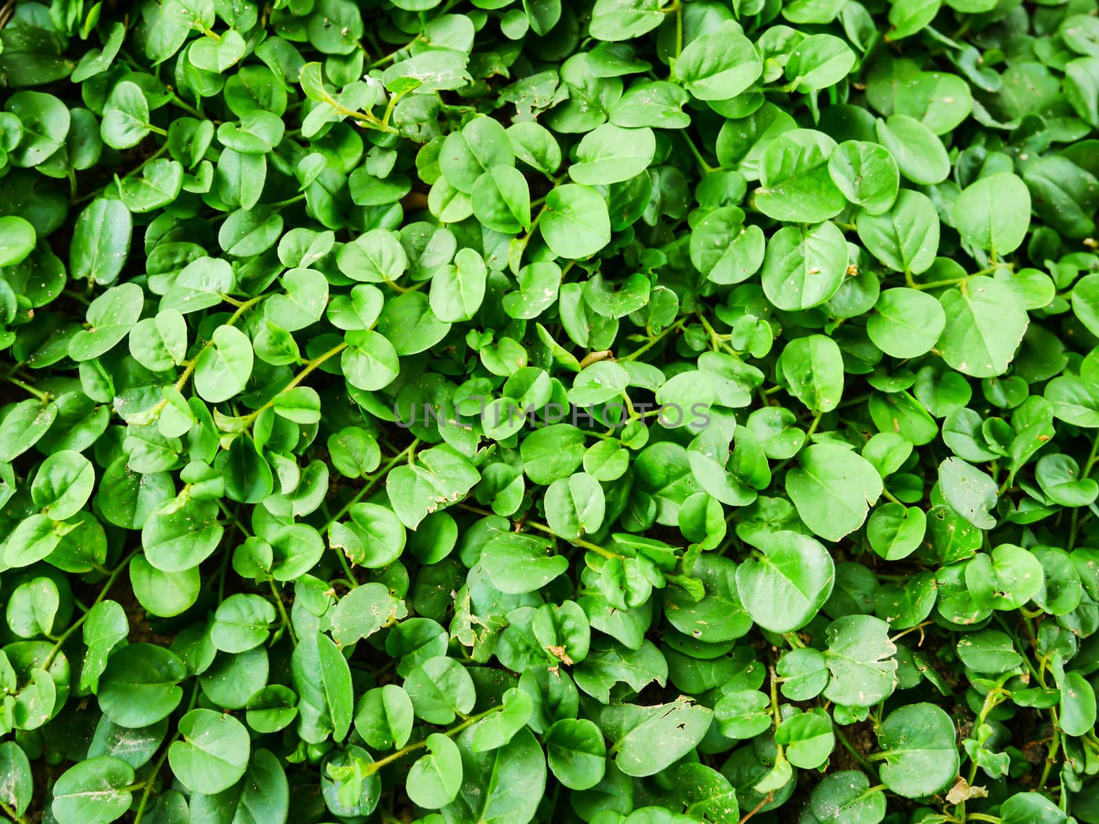 Vintage many green leaf background